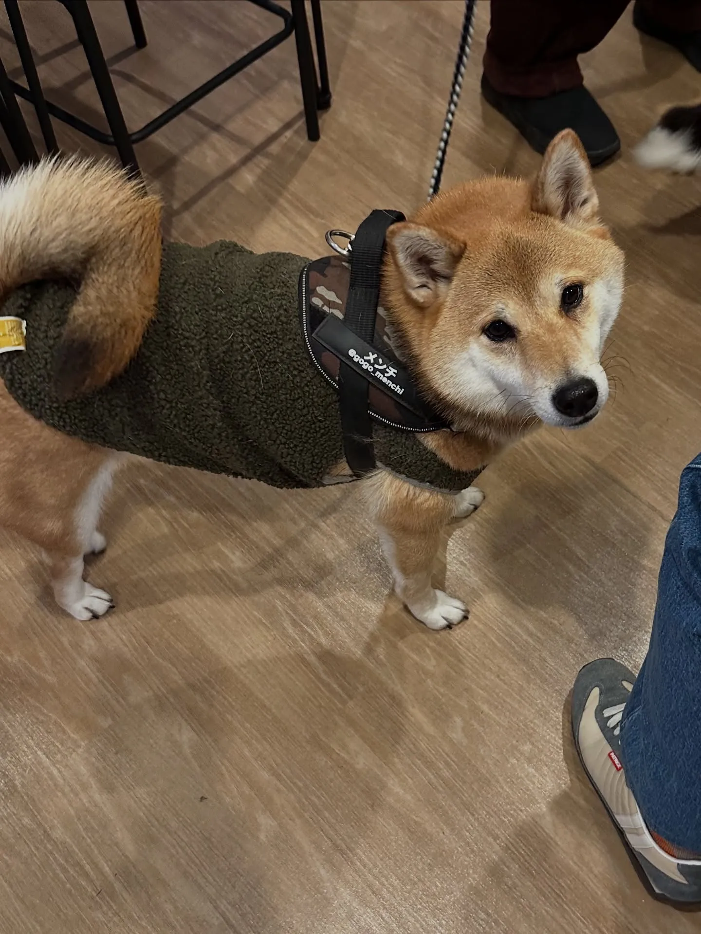 《ご来店わんこ》