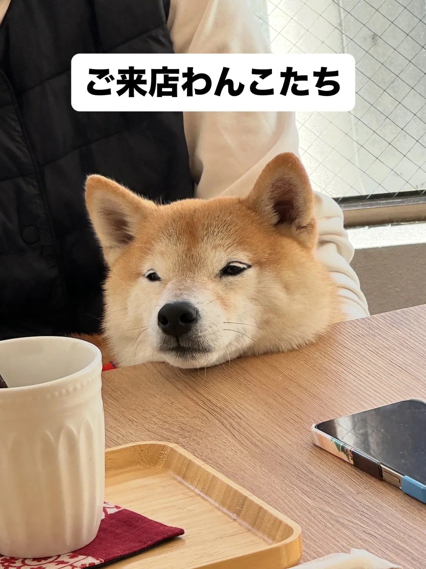 《ご来店わんこ》