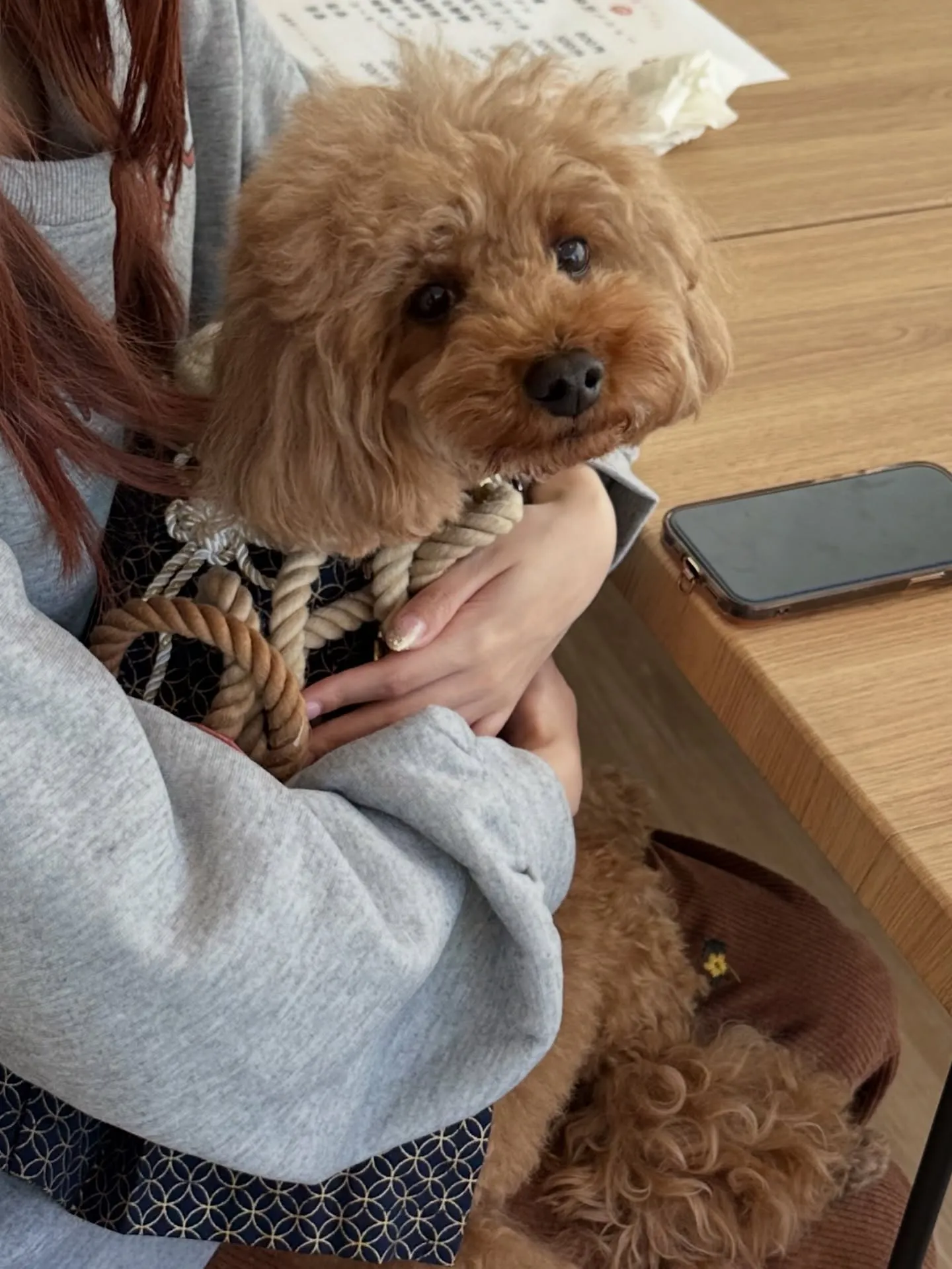 《ご来店わんこ》