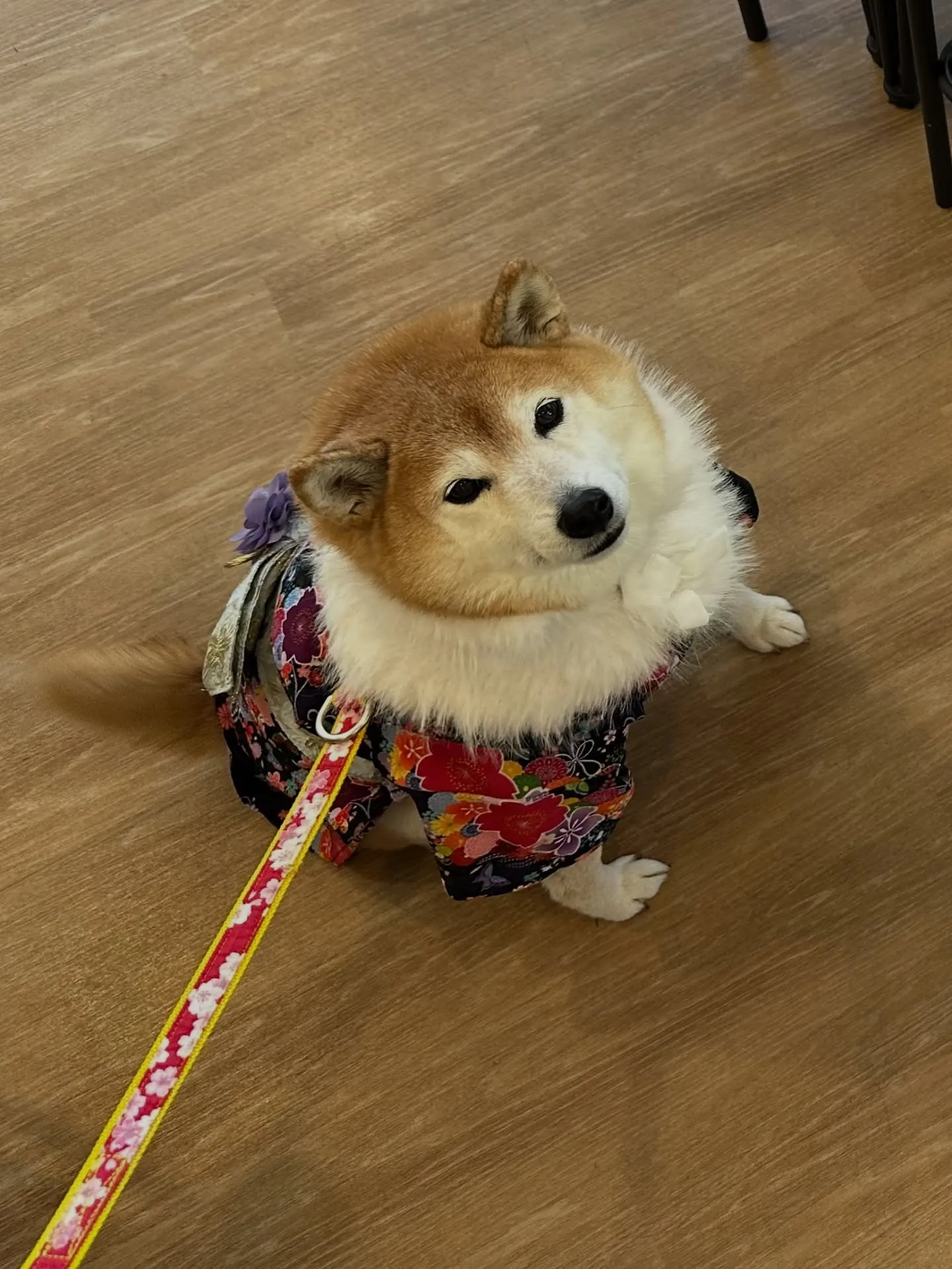 《ご来店わんこ》