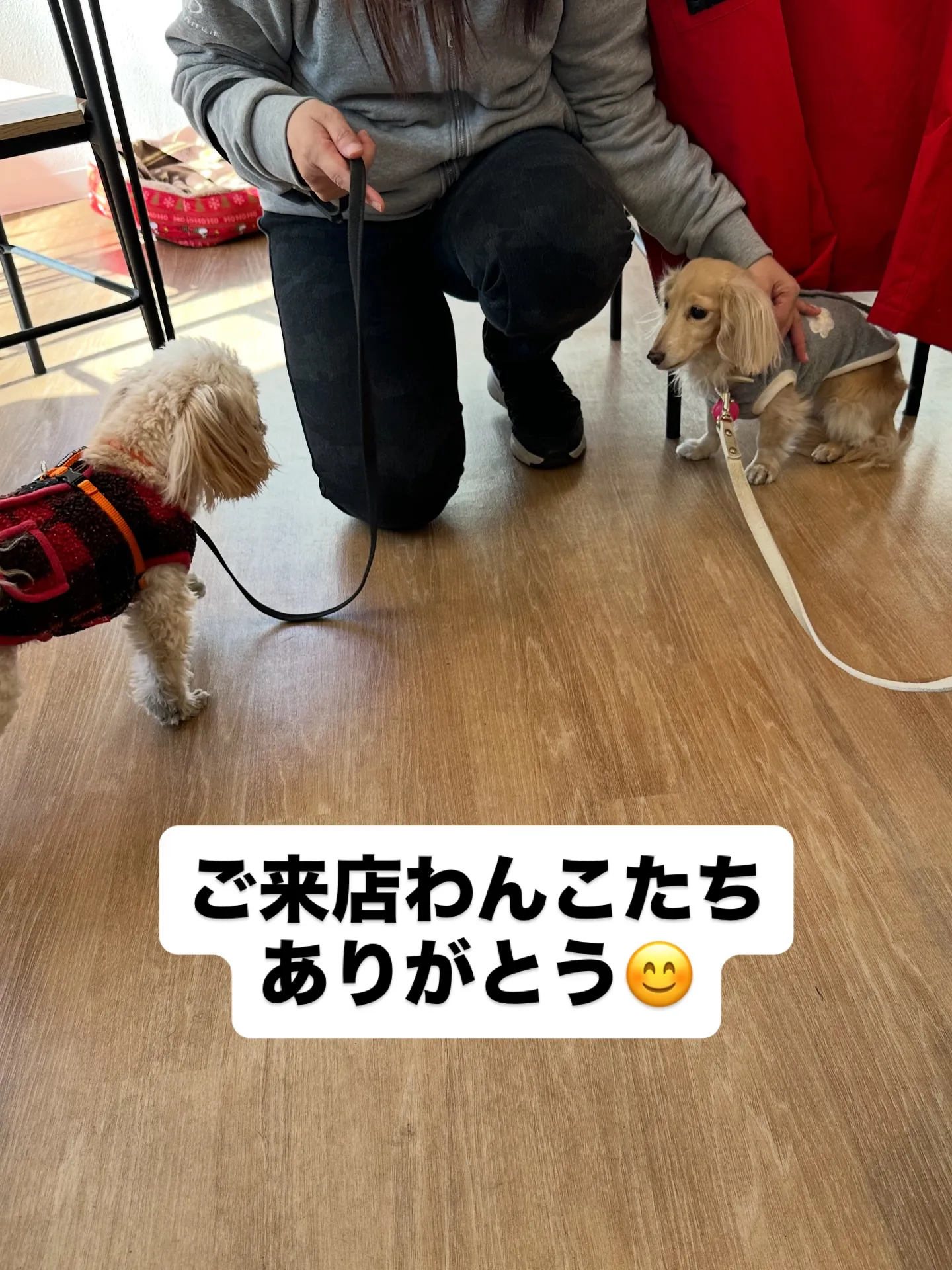 《ご来店わんこ》