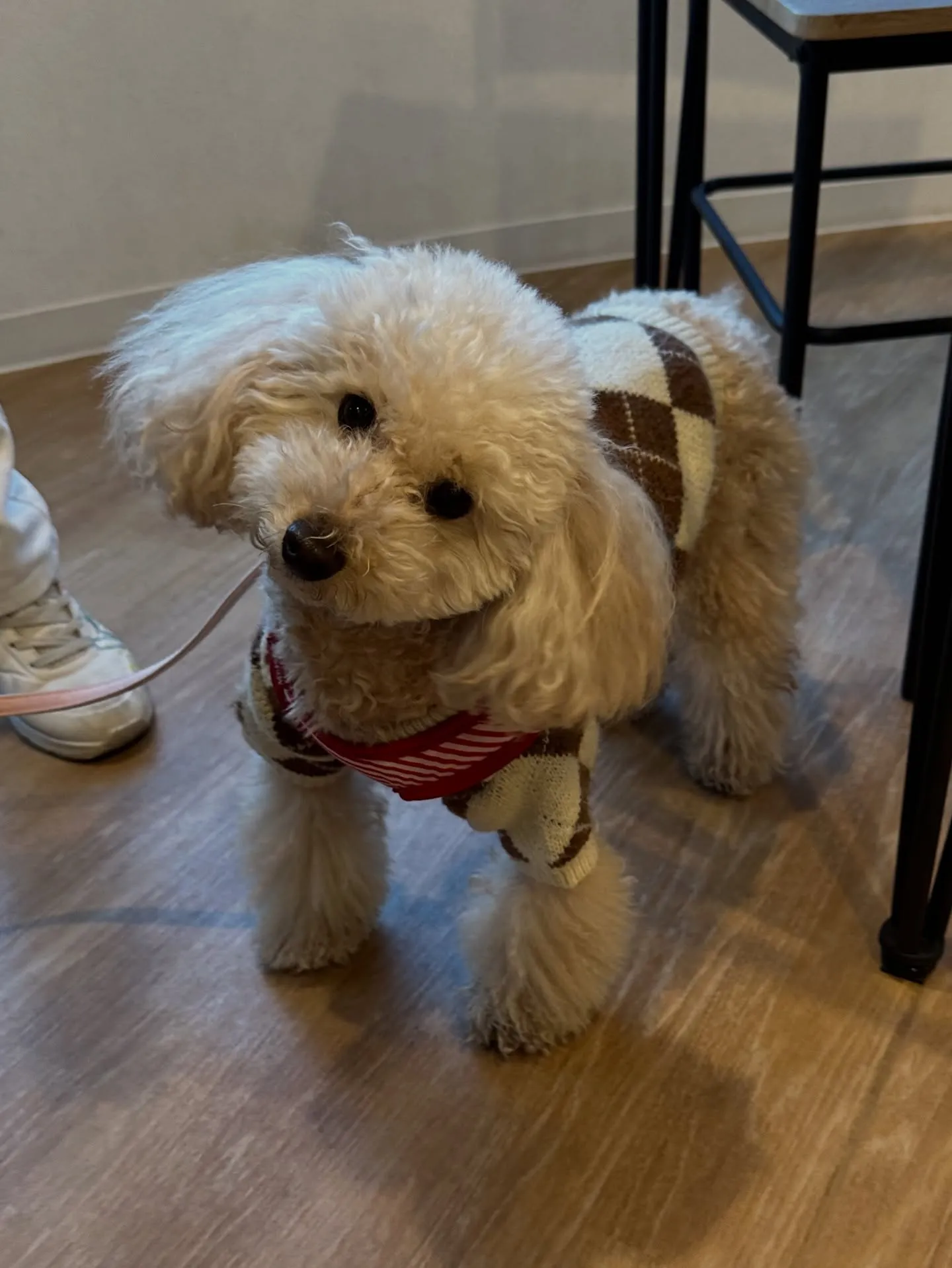 《ご来店わんこ》