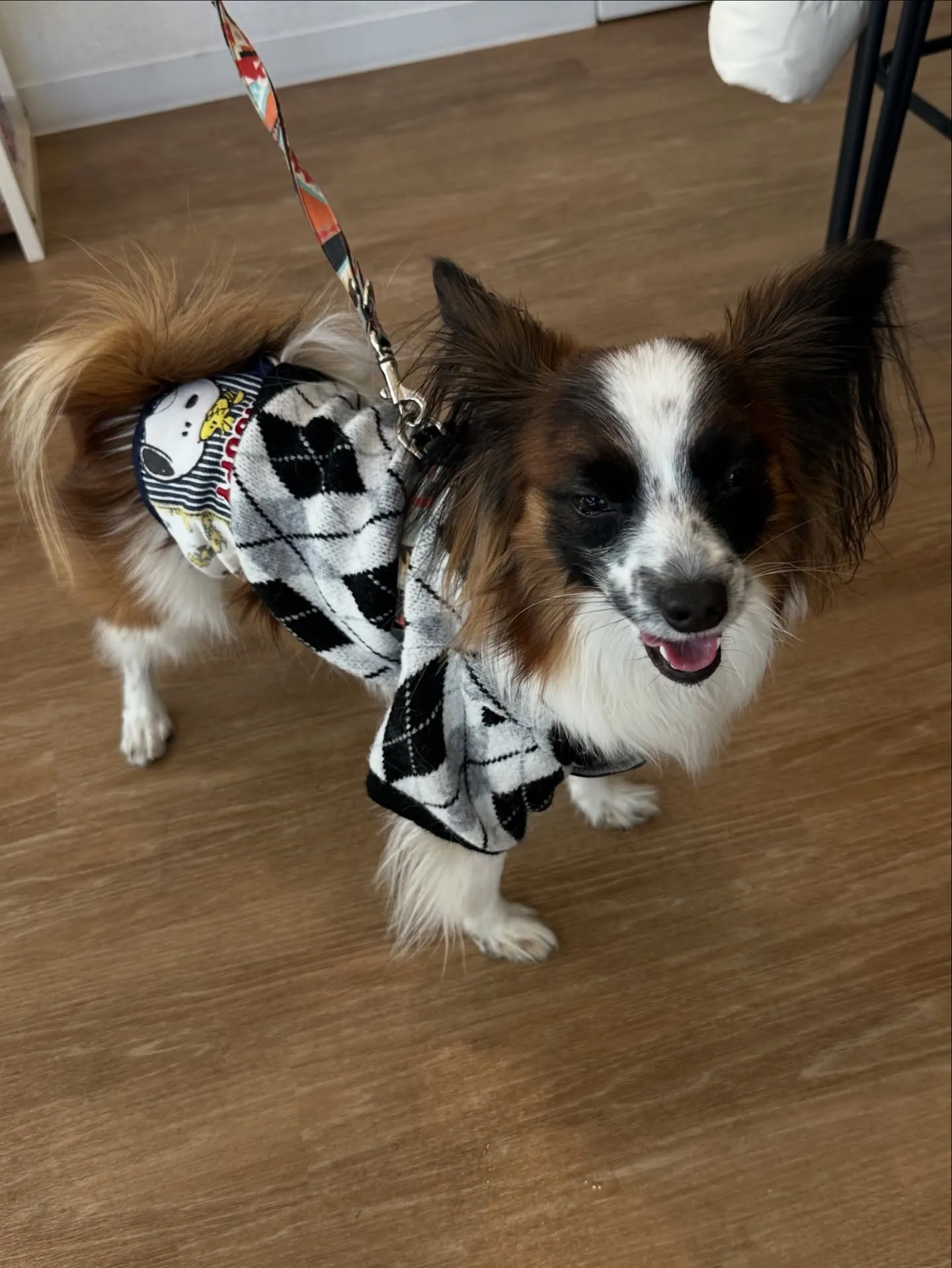 《ご来店わんこ》