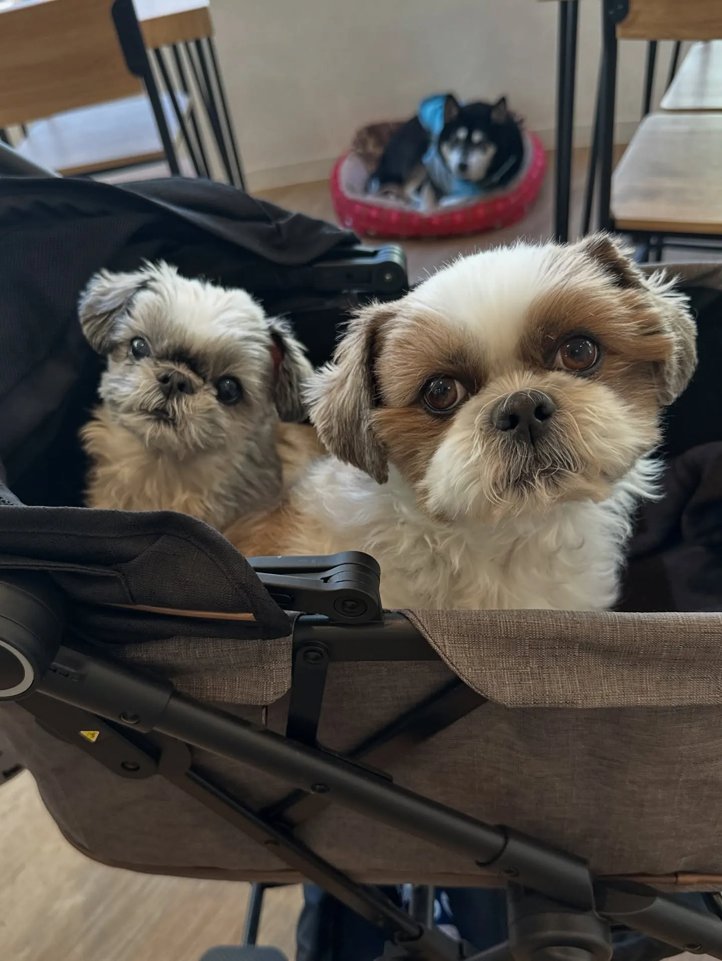 《ご来店わんこ》