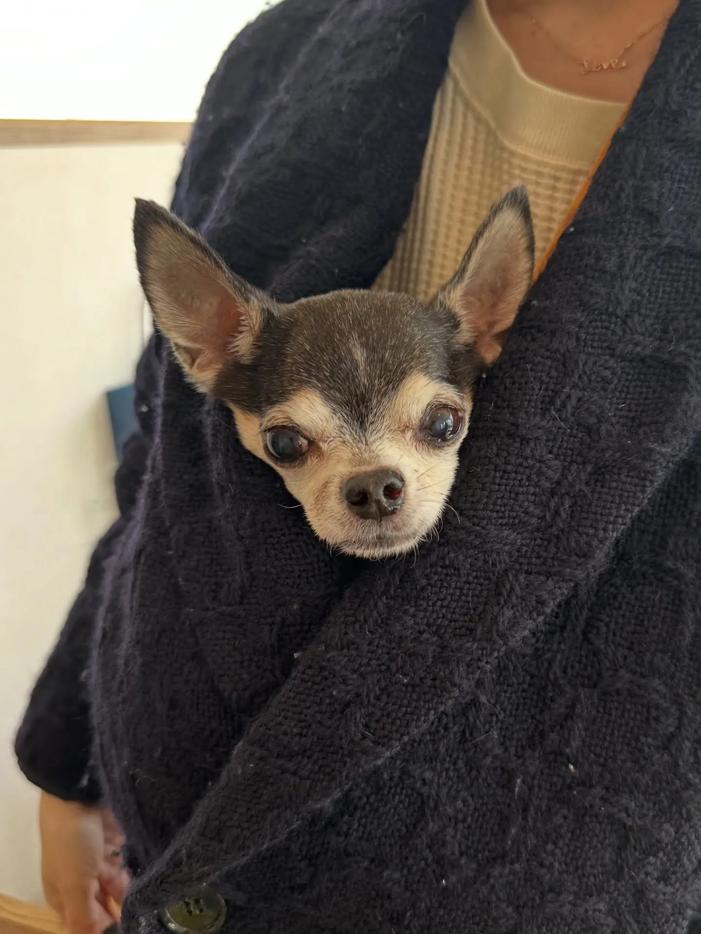 《ご来店わんこ》