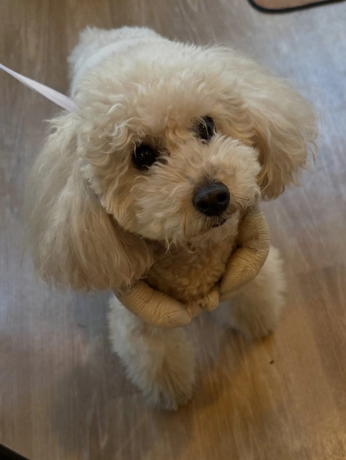 《ご来店わんこ》