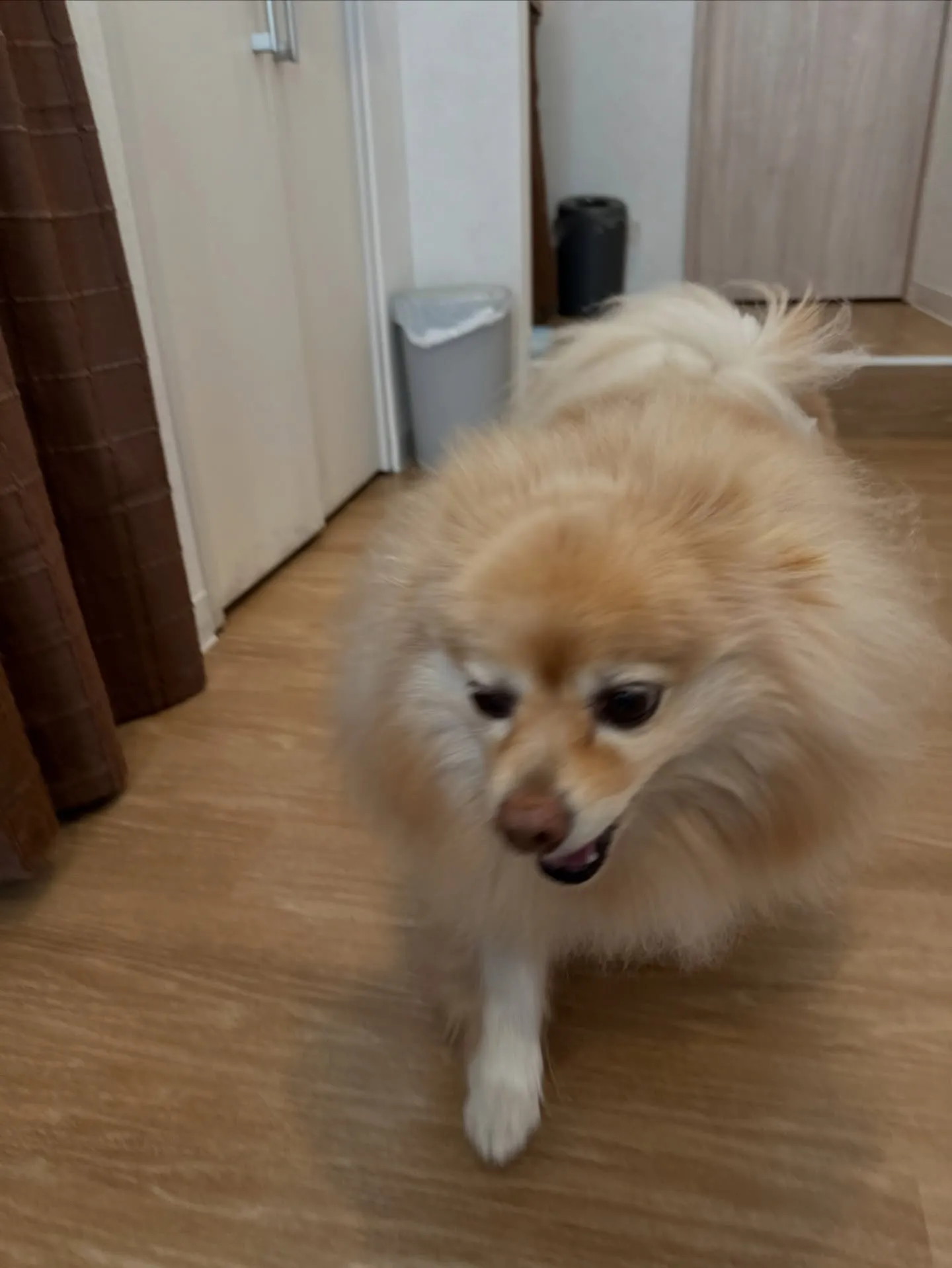 《ご来店わんこ》