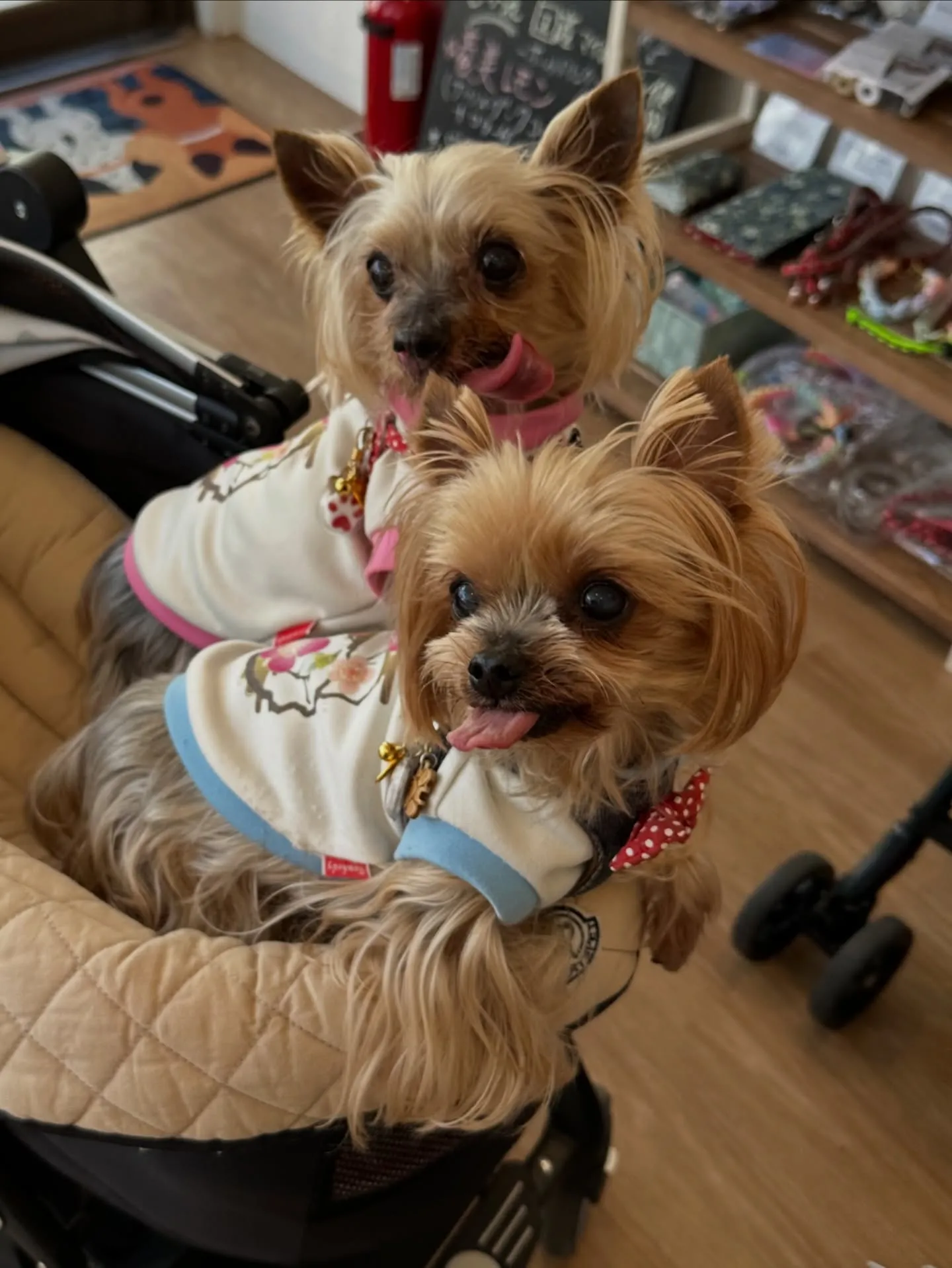 《ご来店わんこ》