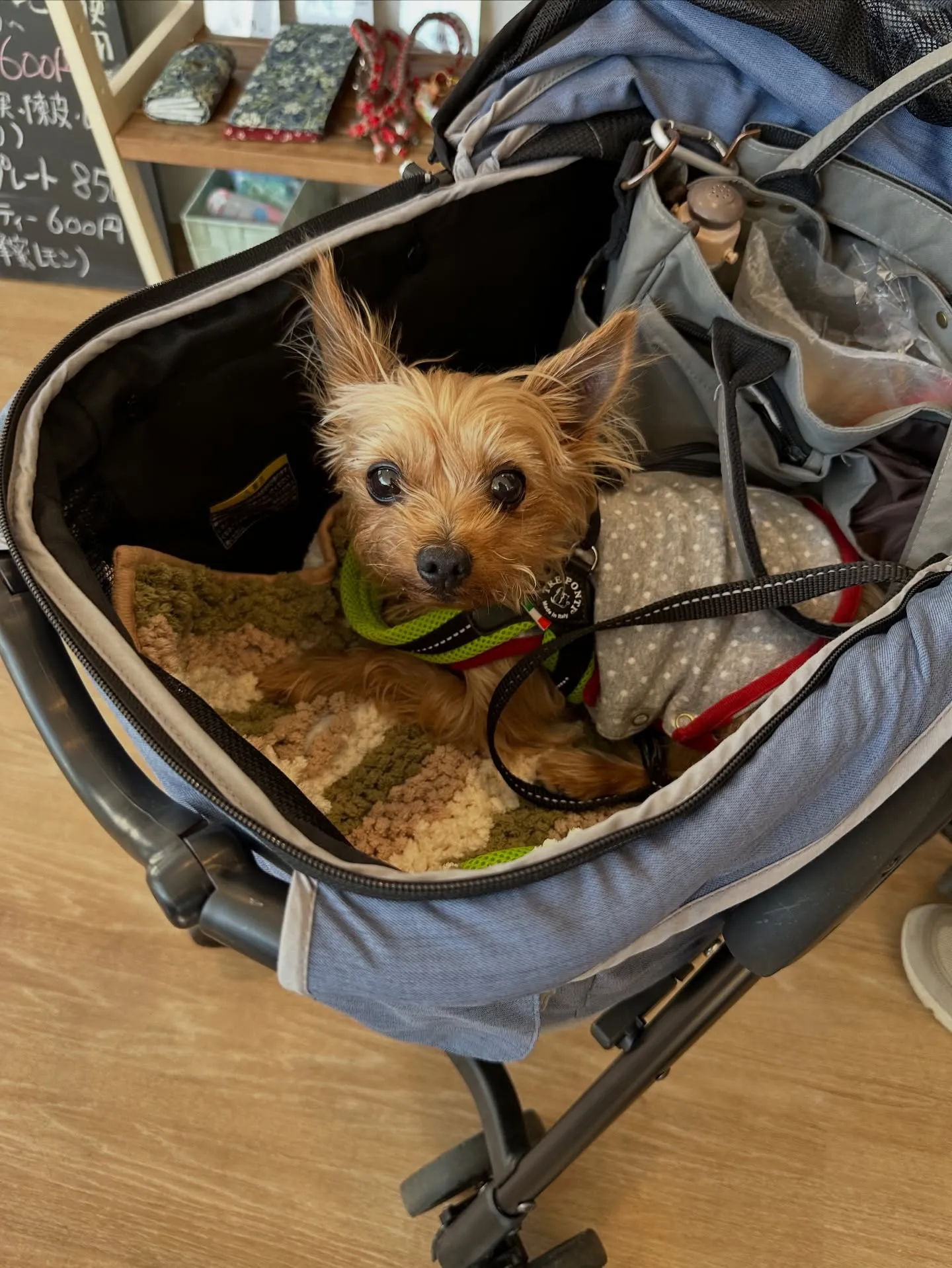 《ご来店わんこ》