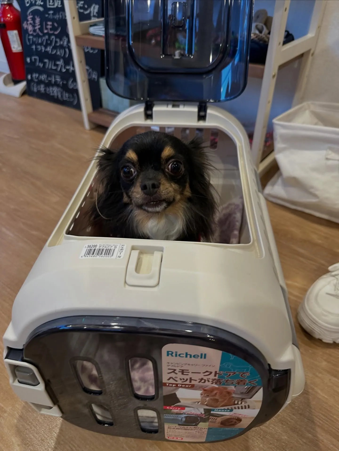 《ご来店わんこ》