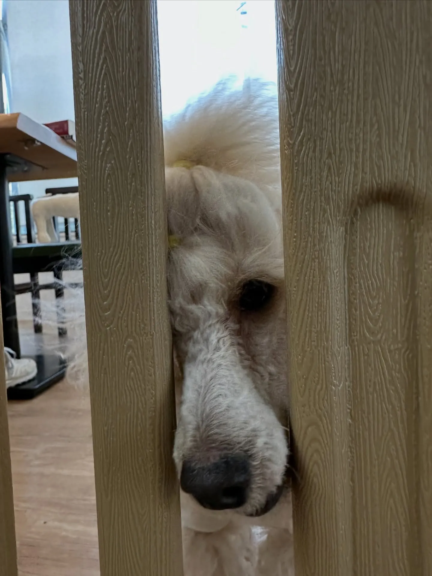 《ご来店わんこ》