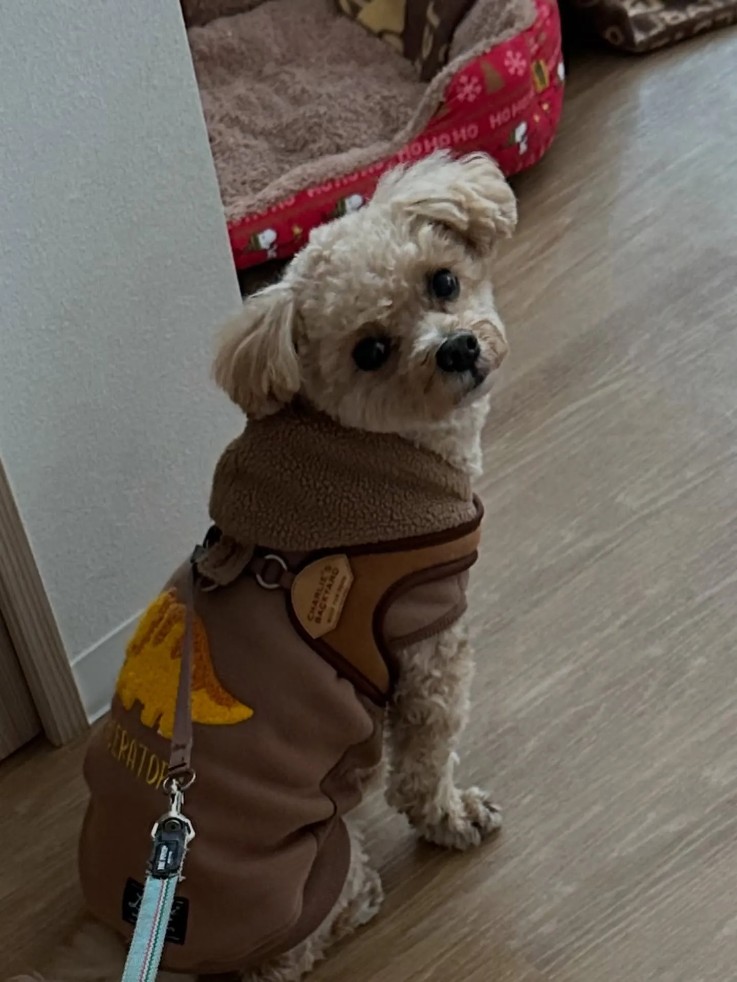 《ご来店わんこ》