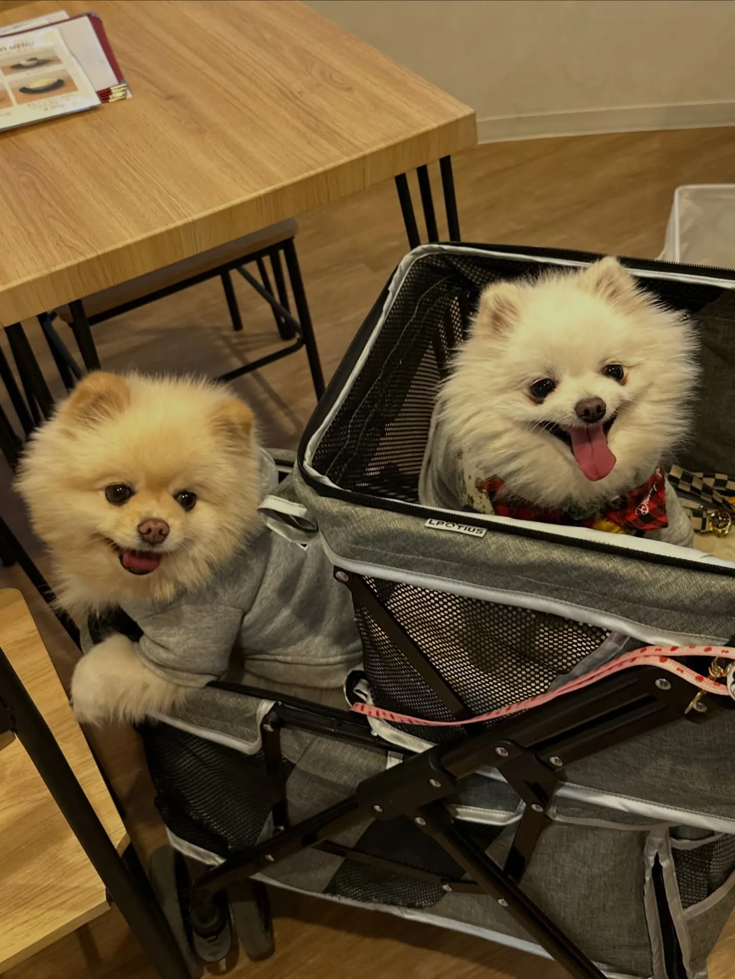 《ご来店わんこ》