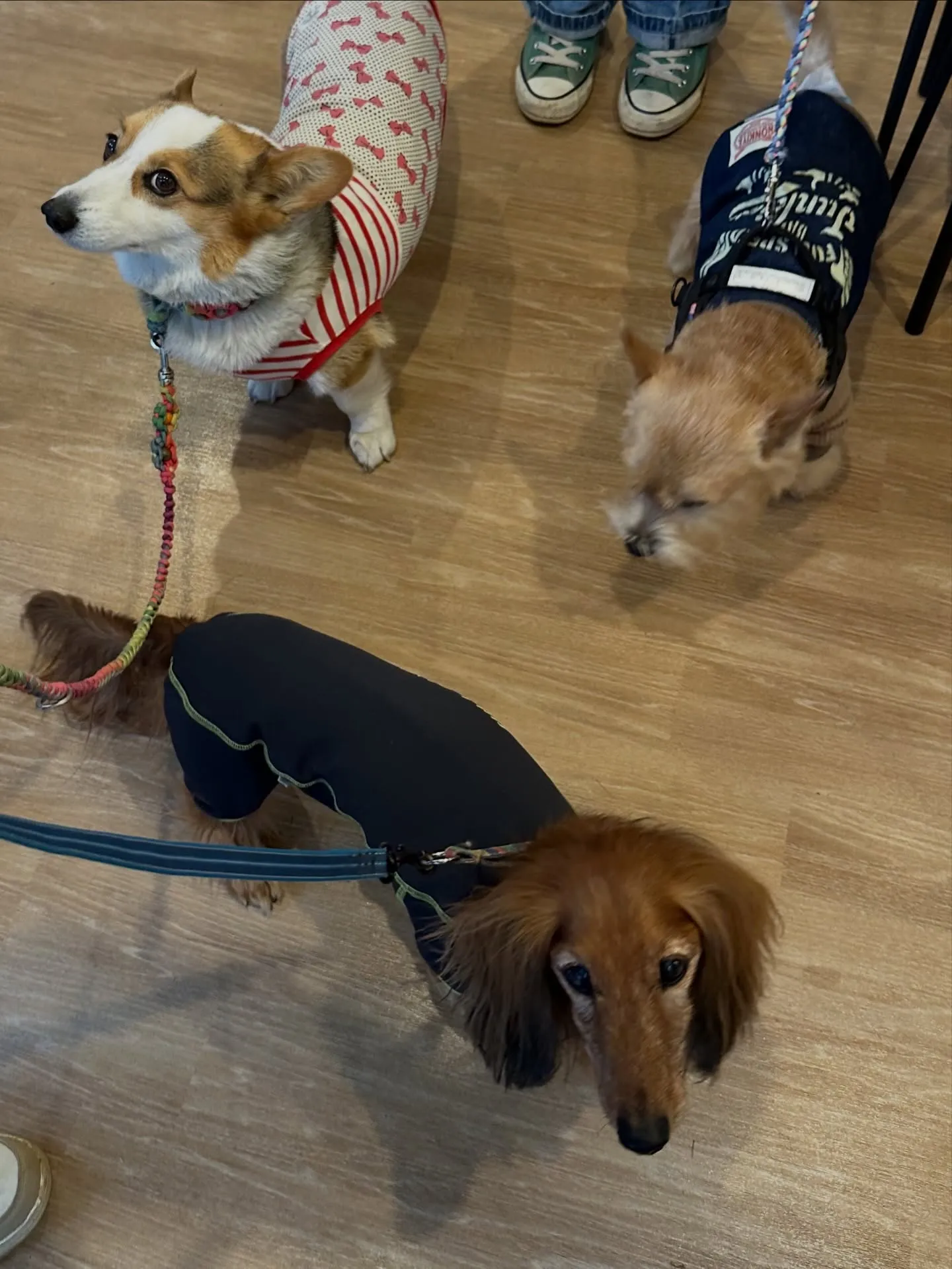 《ご来店わんこ》