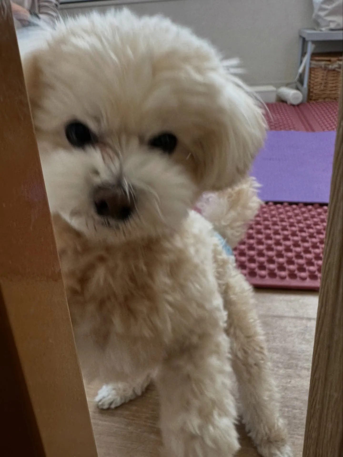 《ご来店わんこ》