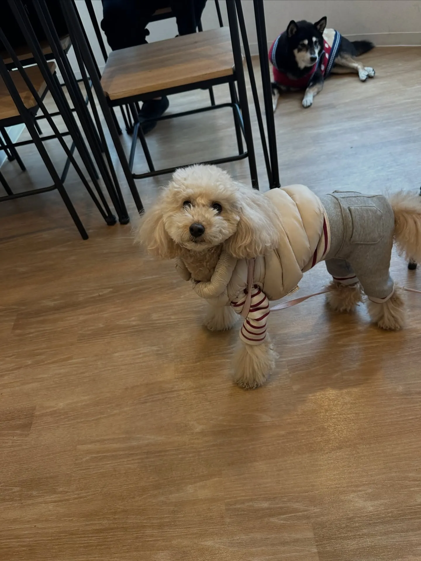 《ご来店わんこ》