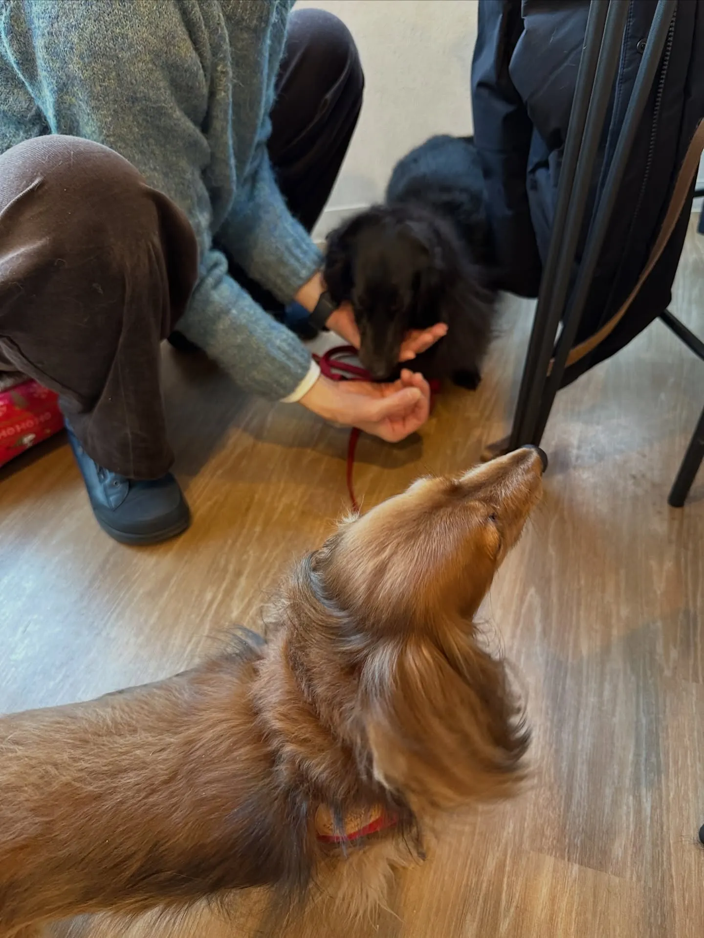 《ご来店わんこ》