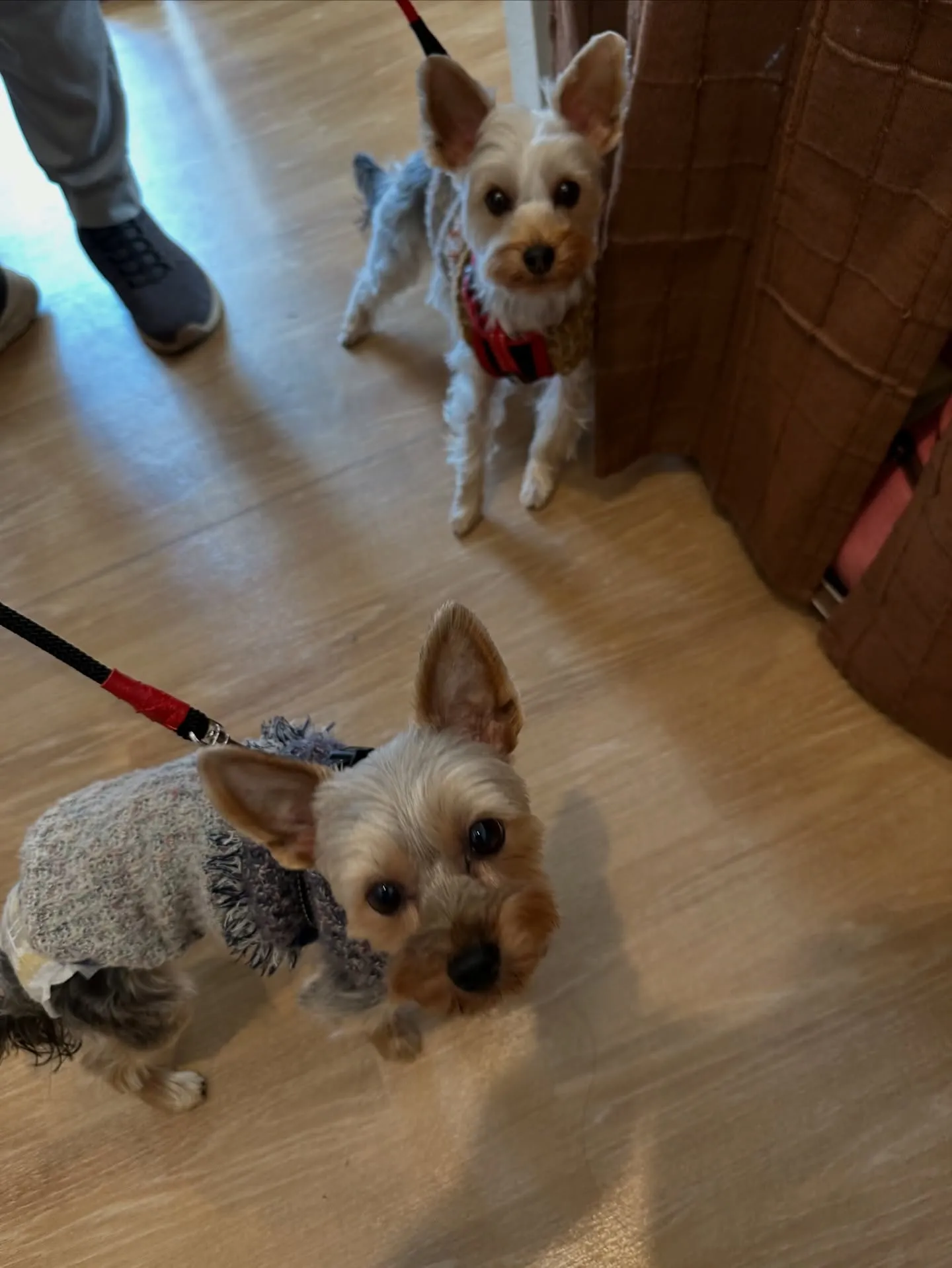 《ご来店わんこ》