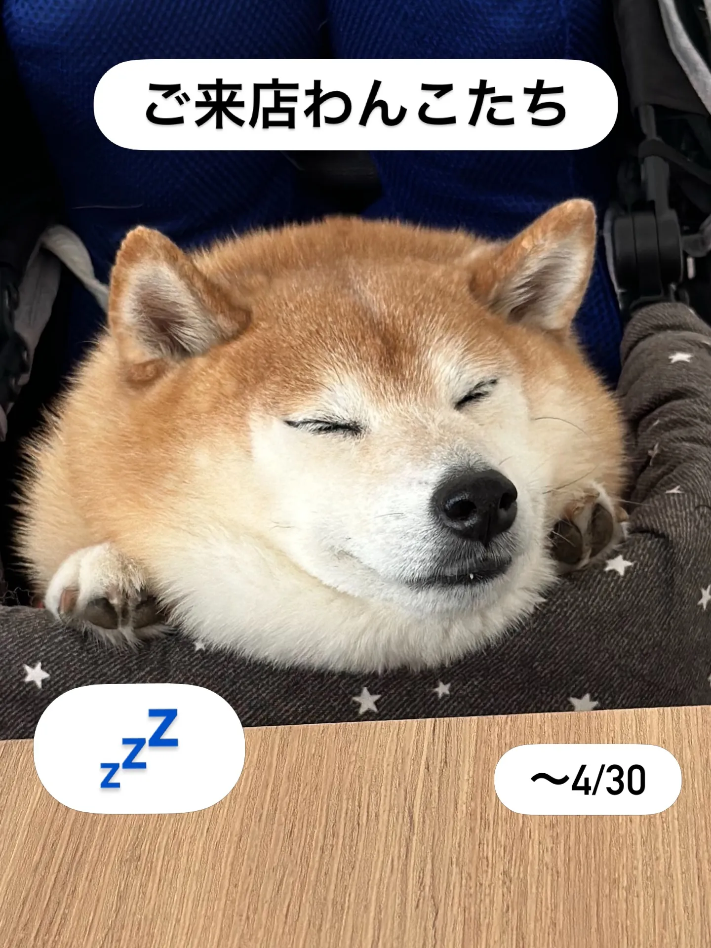 《ご来店わんこたち》
