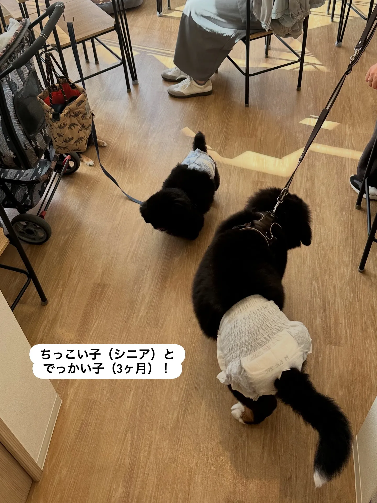 《ご来店わんこたち》