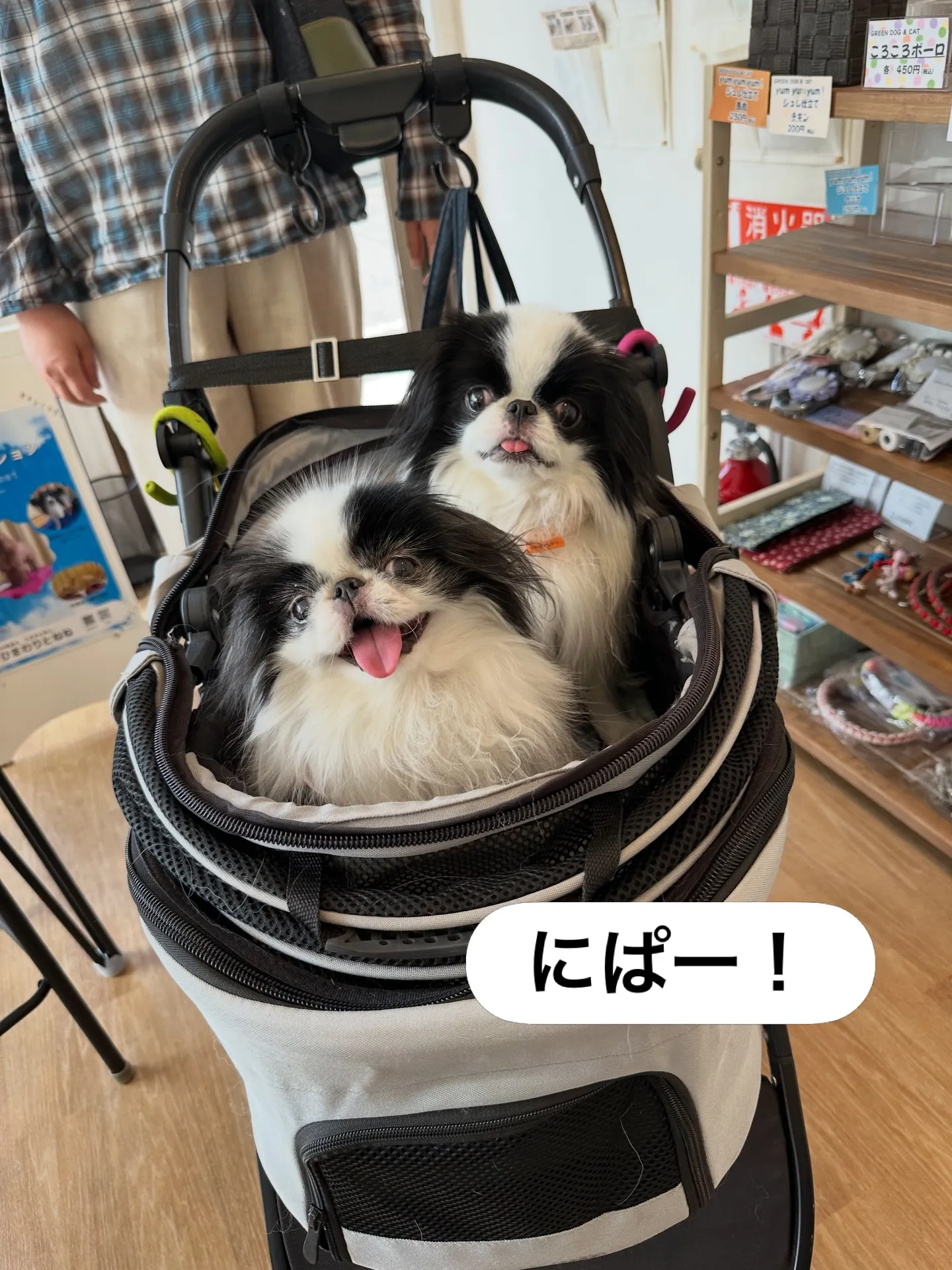 《ご来店わんこたち》