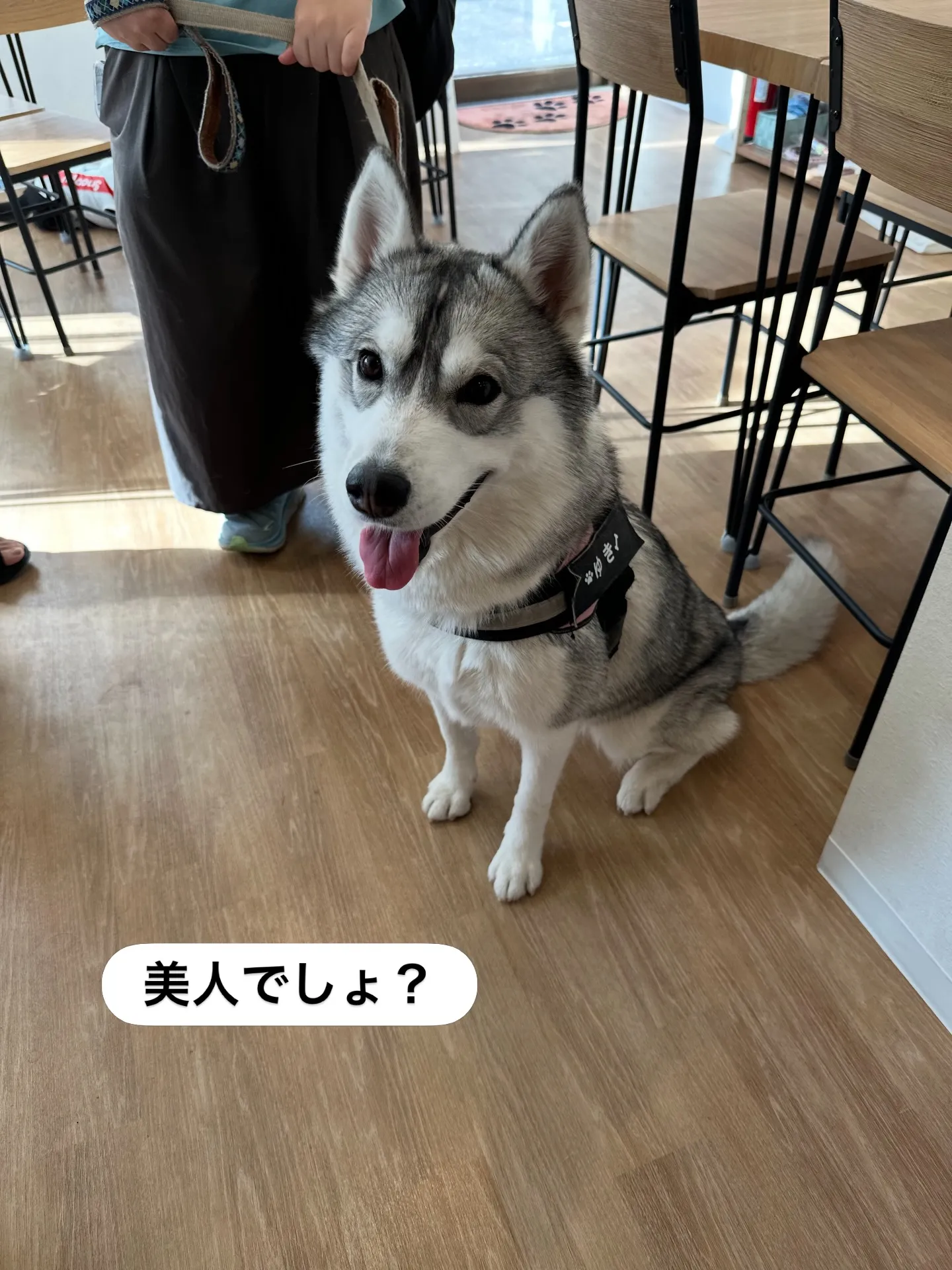 《ご来店わんこたち》
