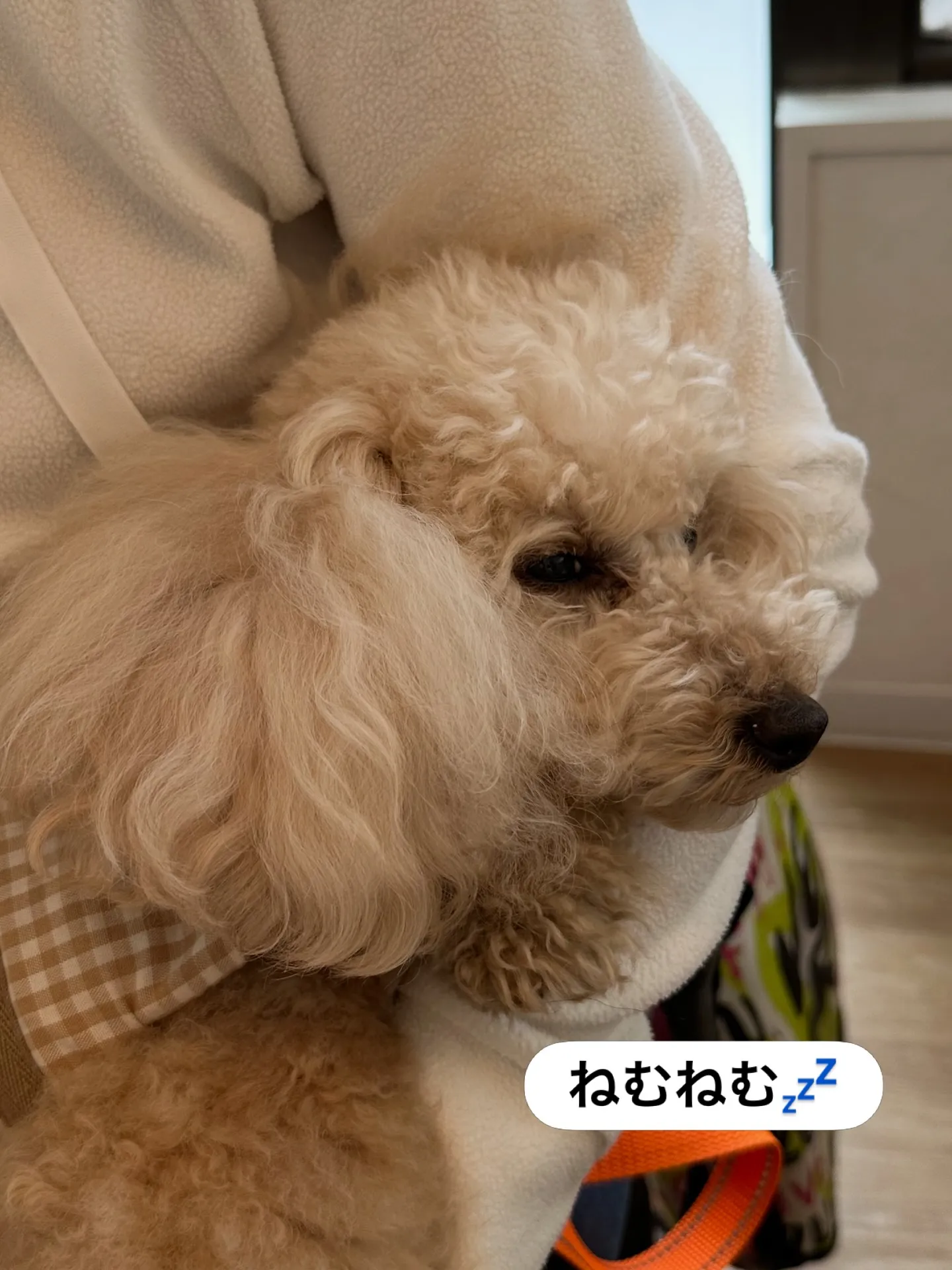 《ご来店わんこたち》