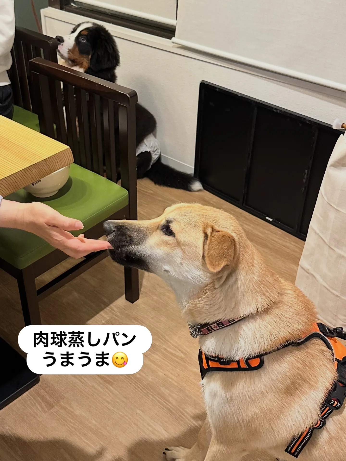 《ご来店わんこたち》