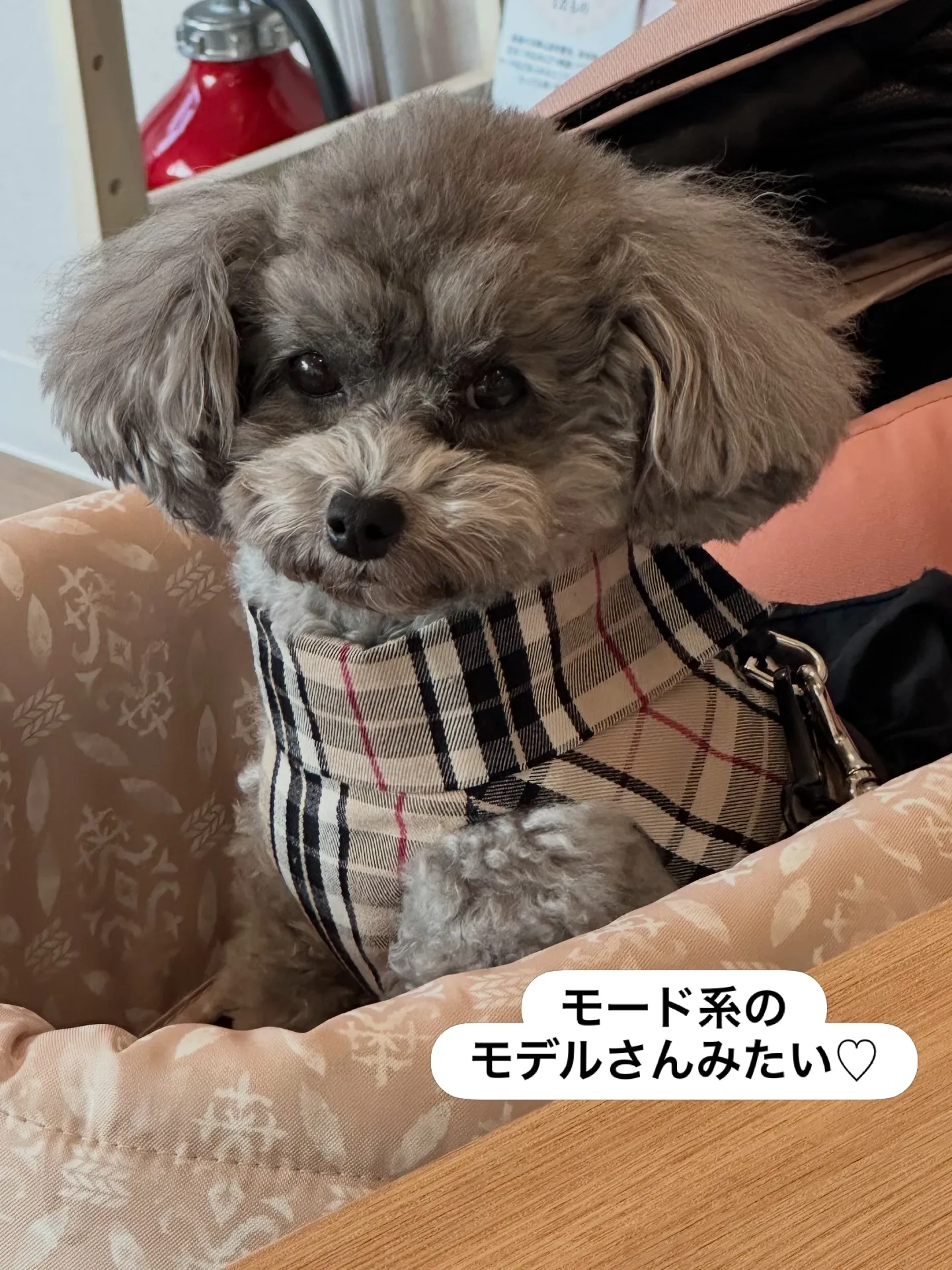 《ご来店わんこたち》