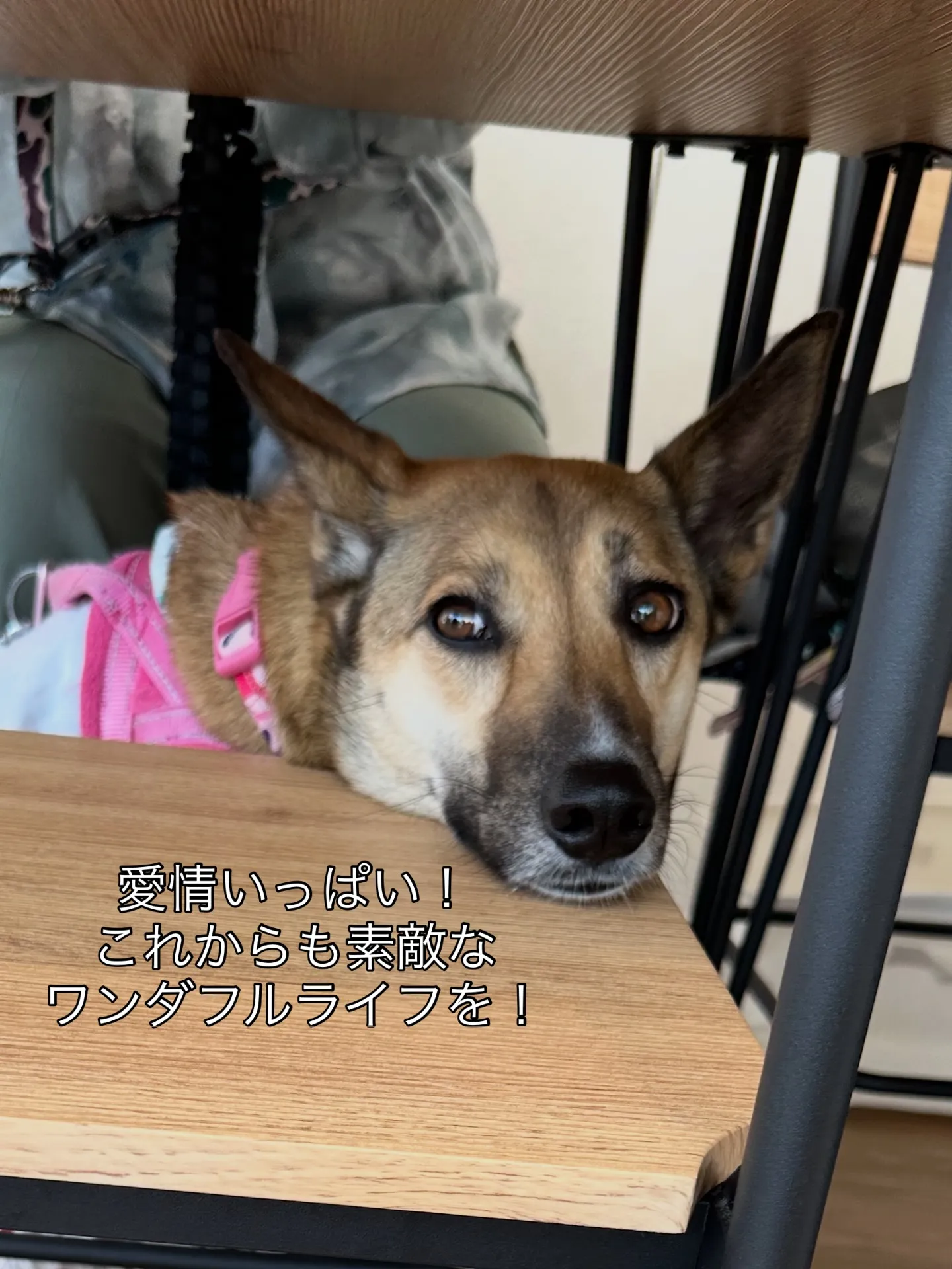 《ご来店に感謝》