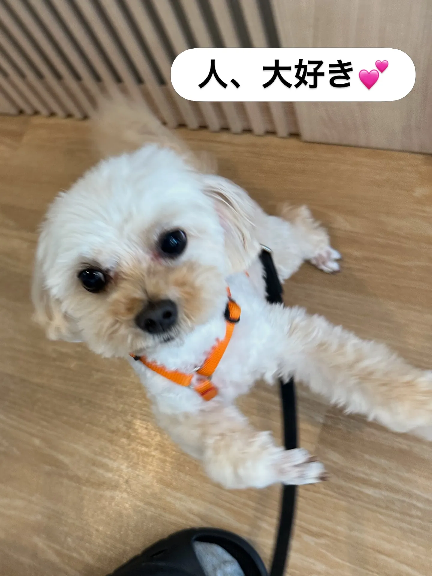 《ご来店に感謝》