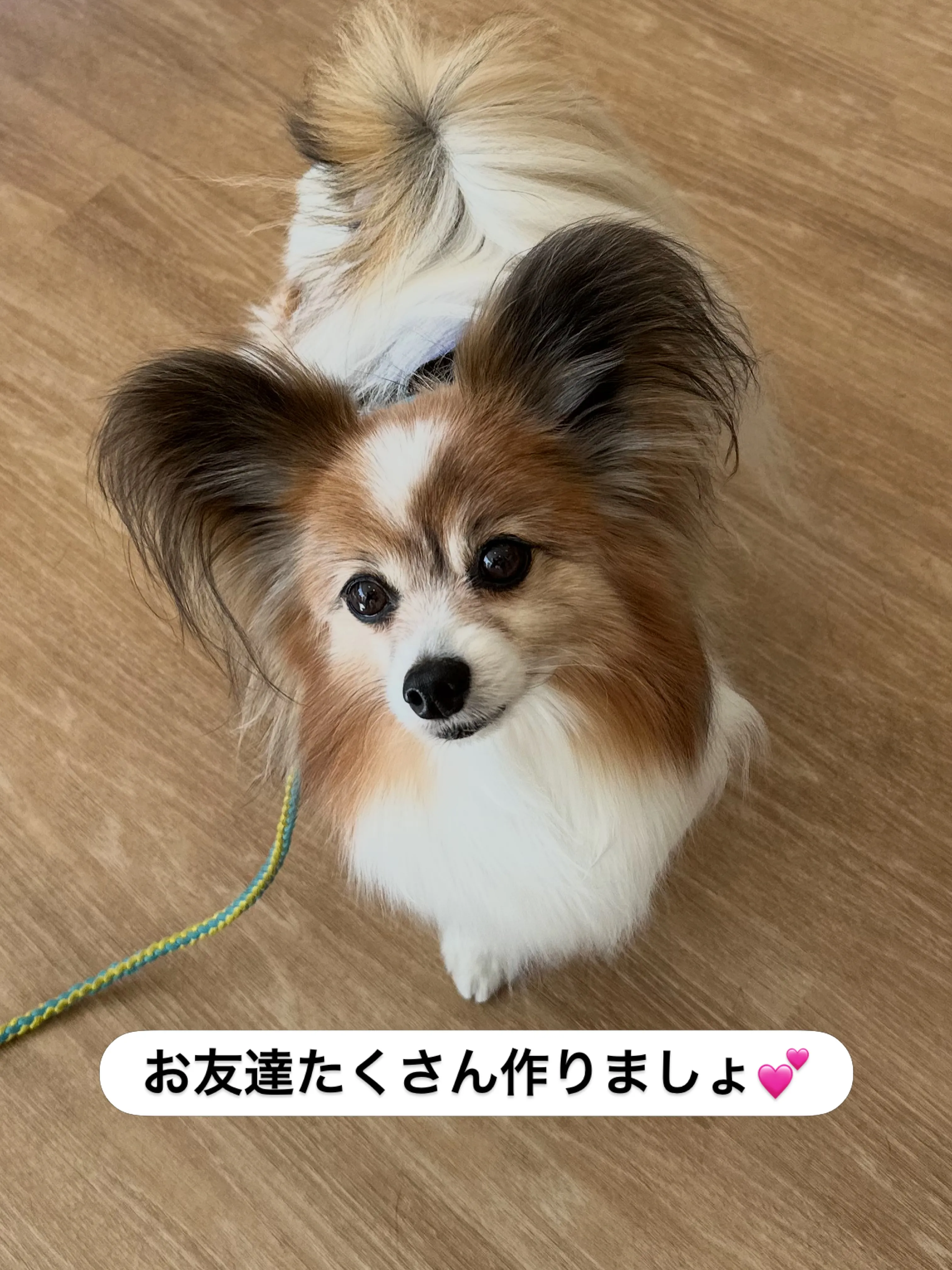 『ご来店わんこたち』