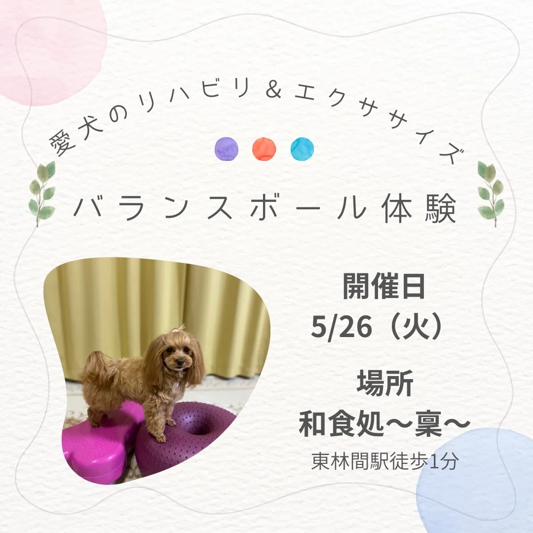🐶姿勢を整えて、元気に歩こう!✨