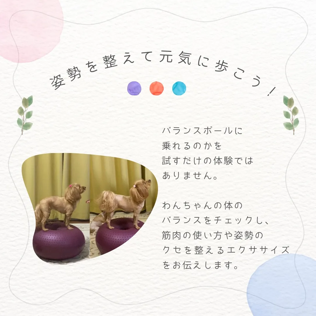 🐶姿勢を整えて、元気に歩こう！✨