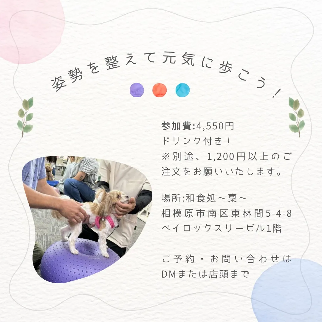 🐶姿勢を整えて、元気に歩こう！✨