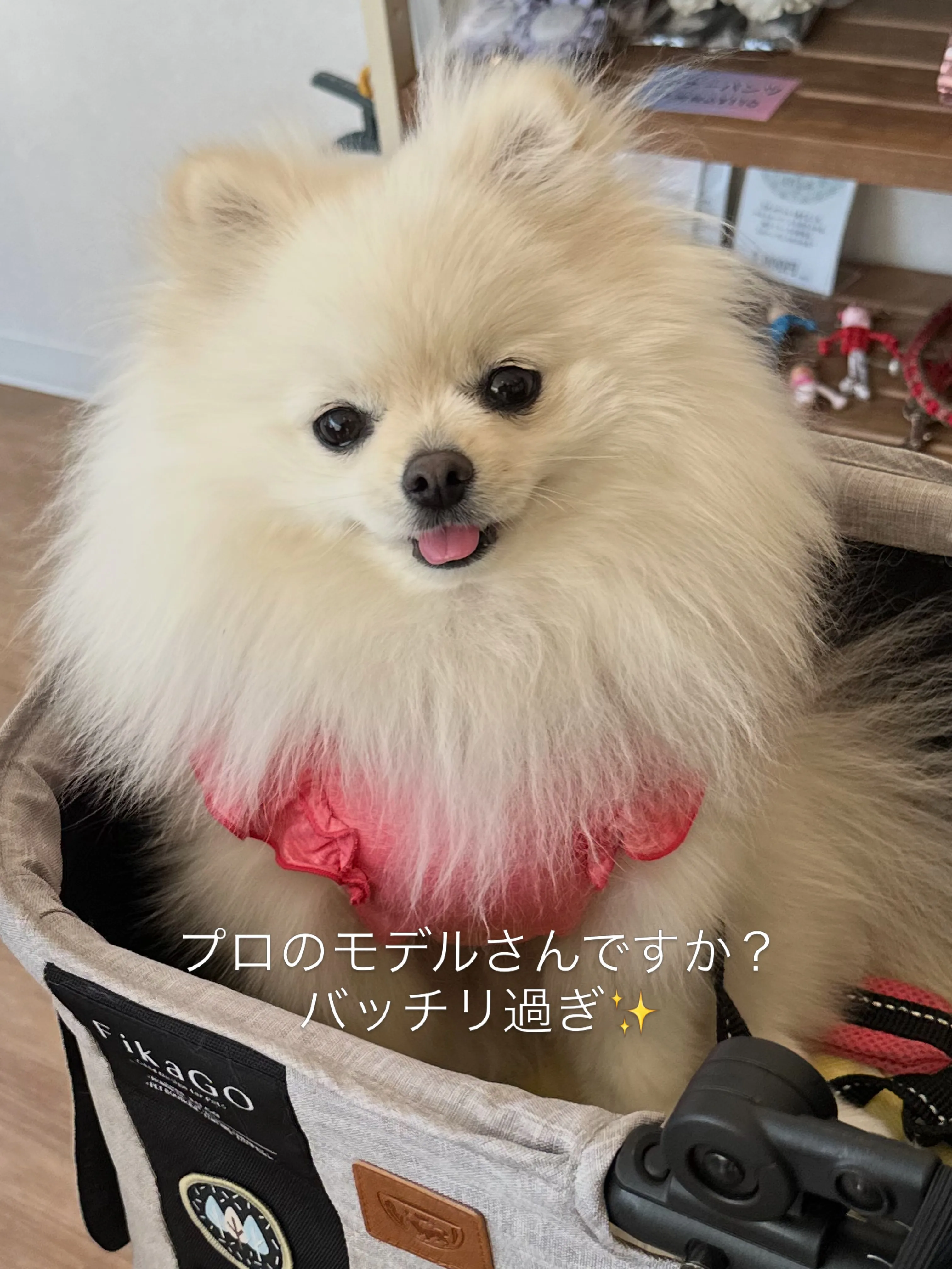《ご来店わんこたち》