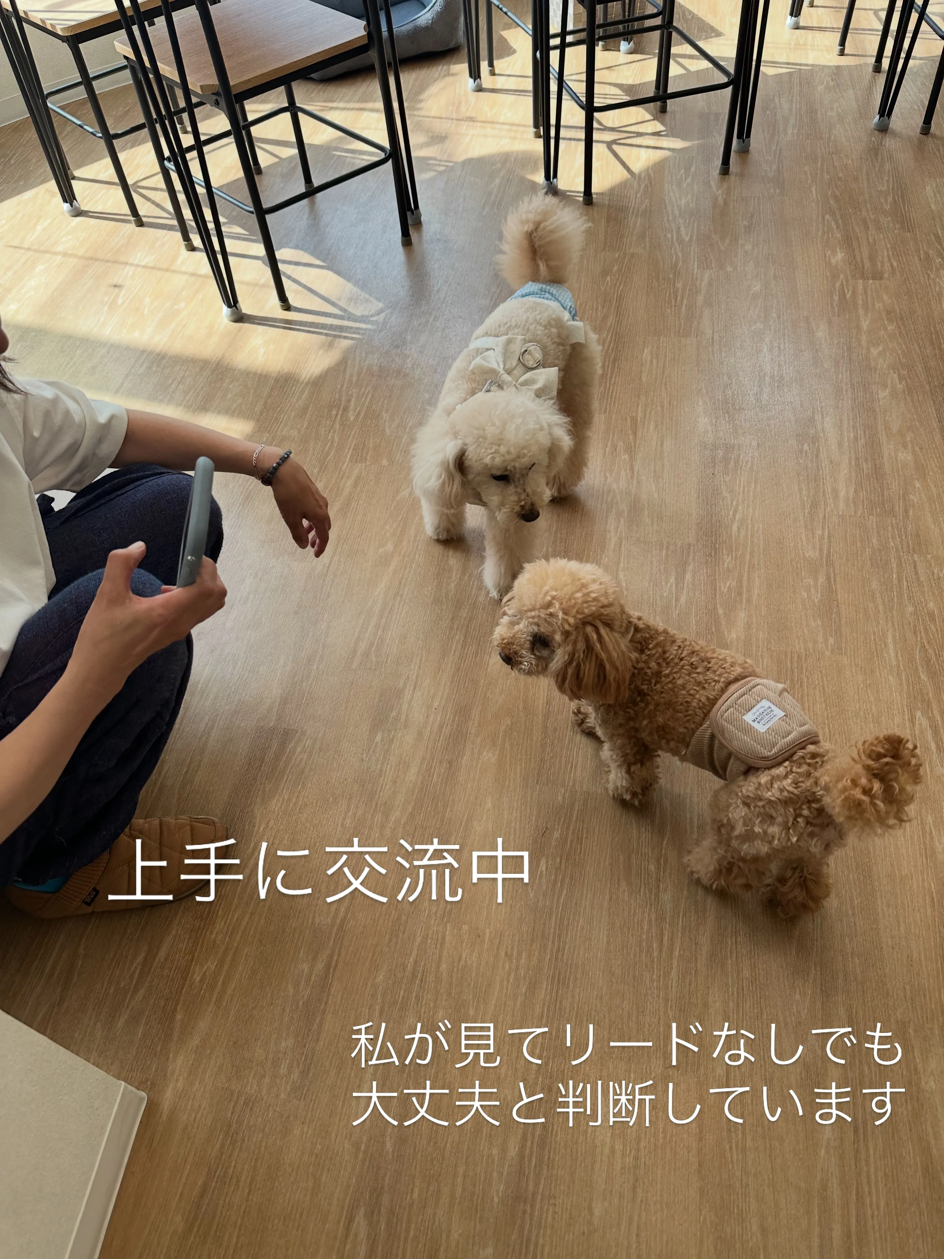 《ご来店わんこたち》