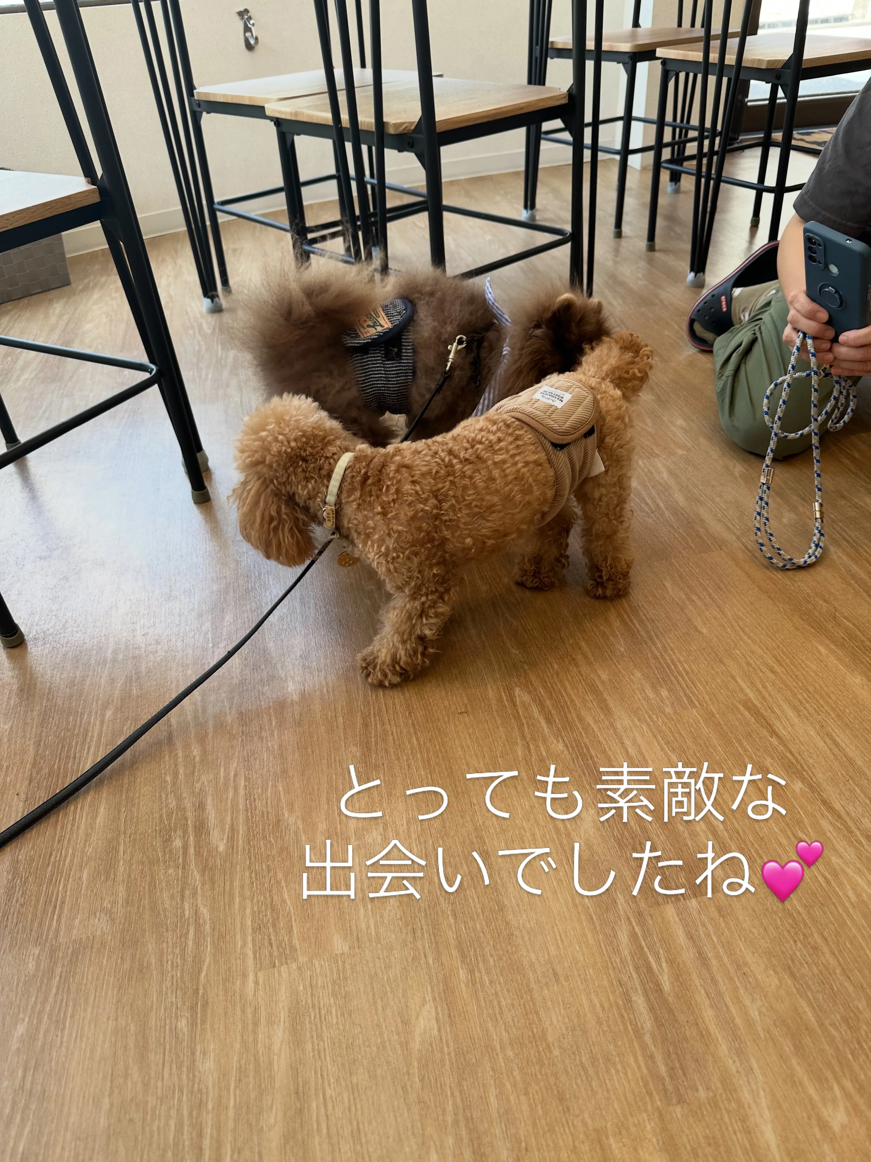 《ご来店わんこたち》
