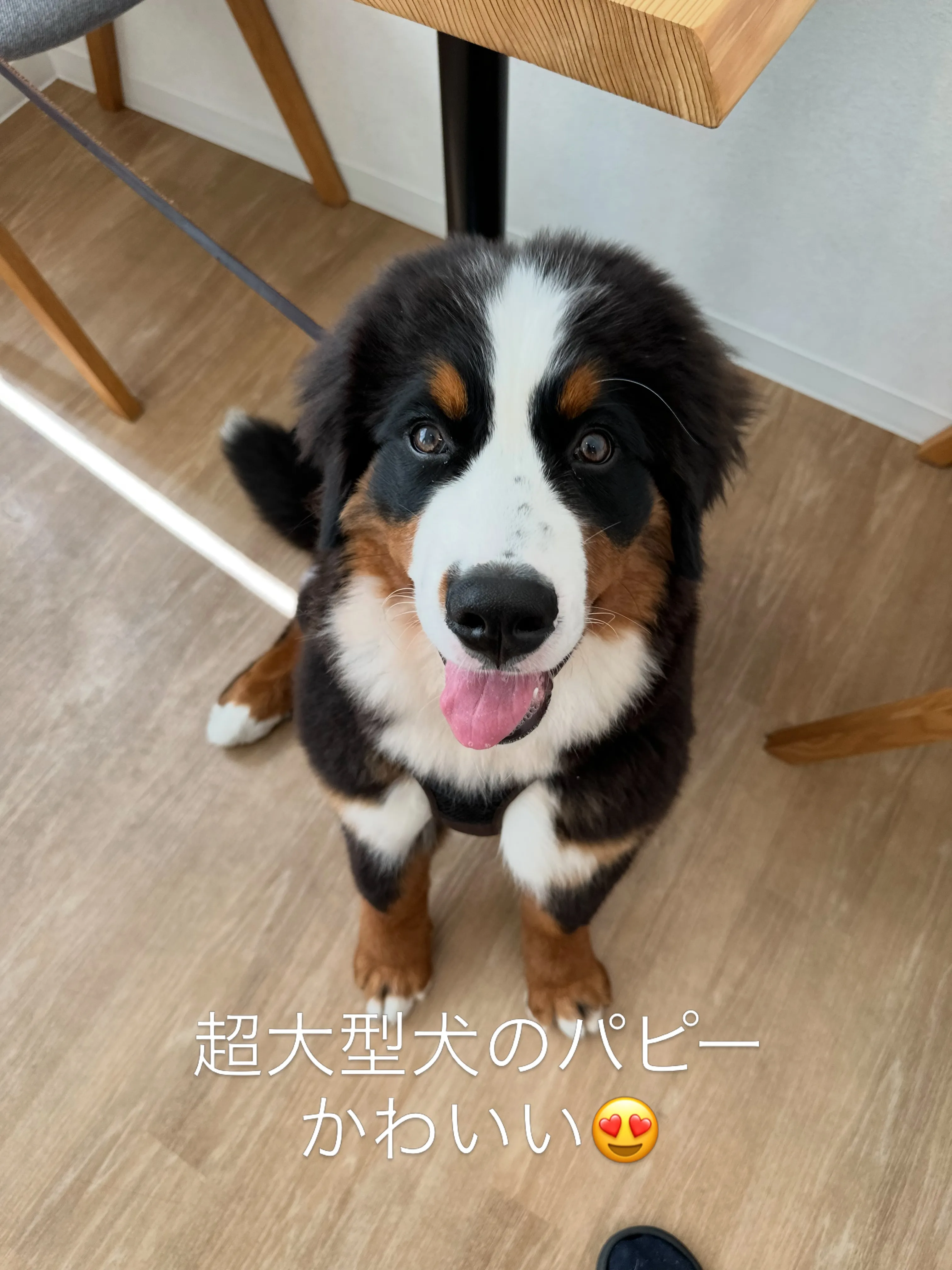 《ご来店わんこたち》