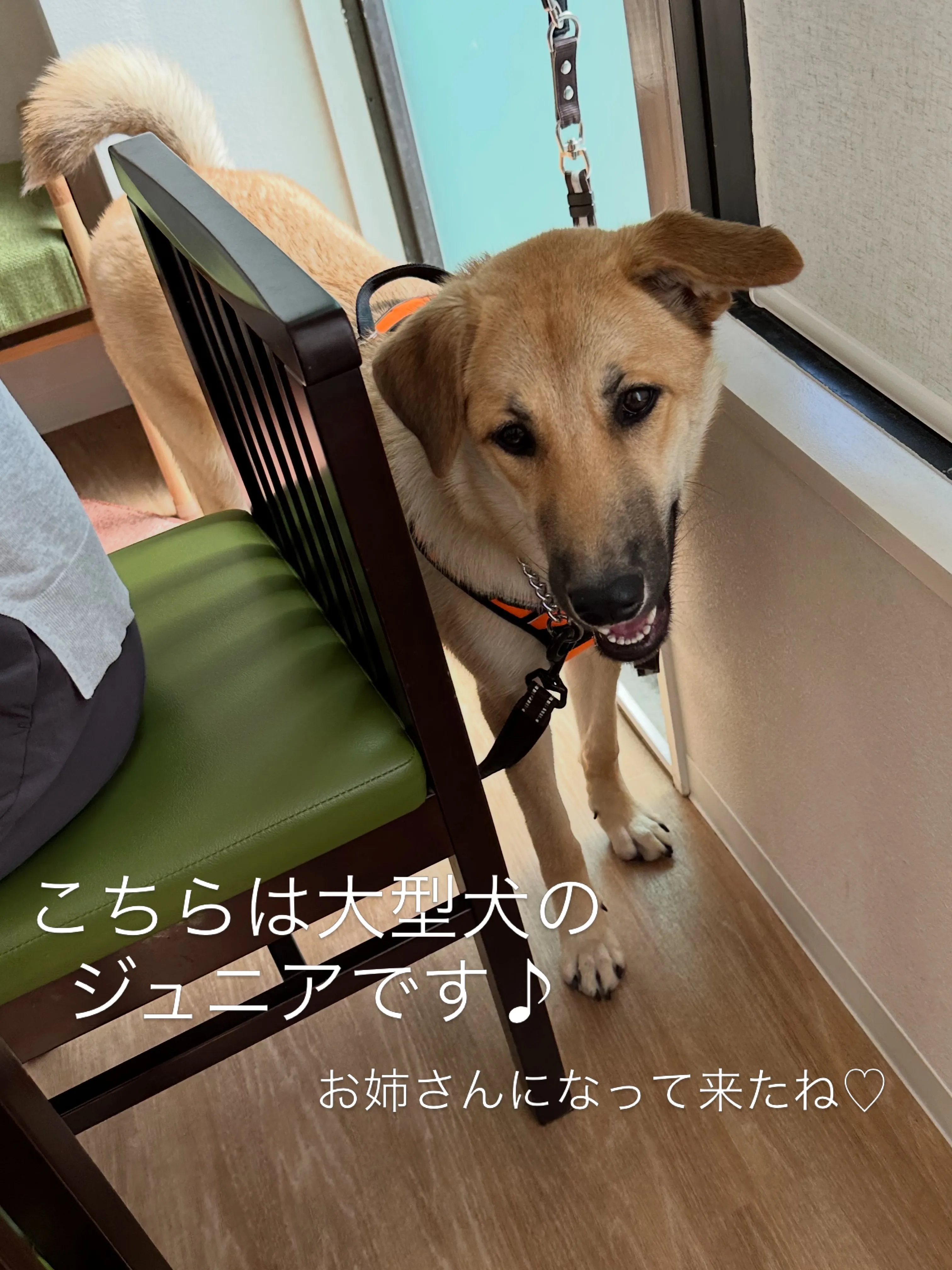 《ご来店わんこたち》