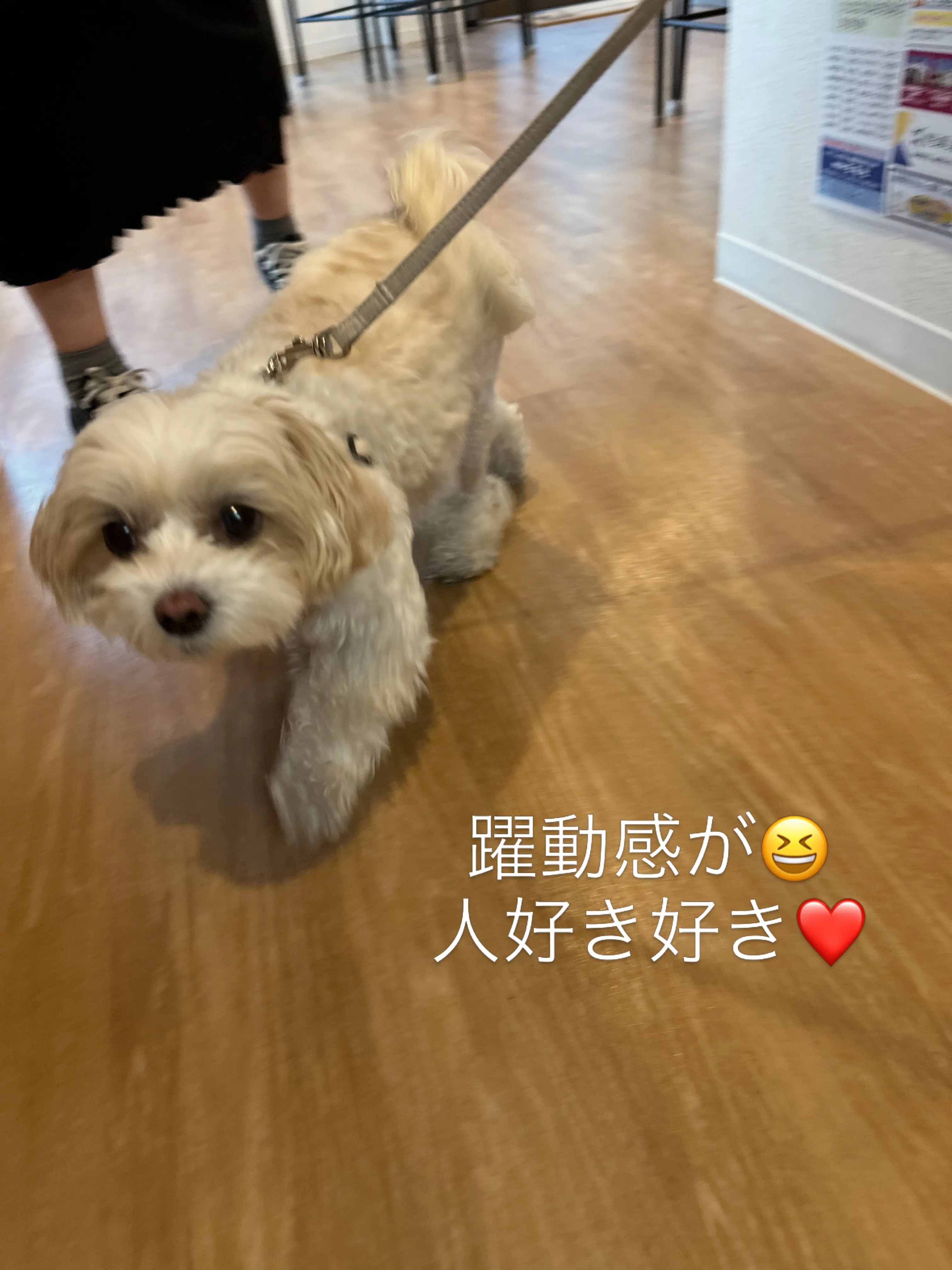 《ご来店わんこたち》