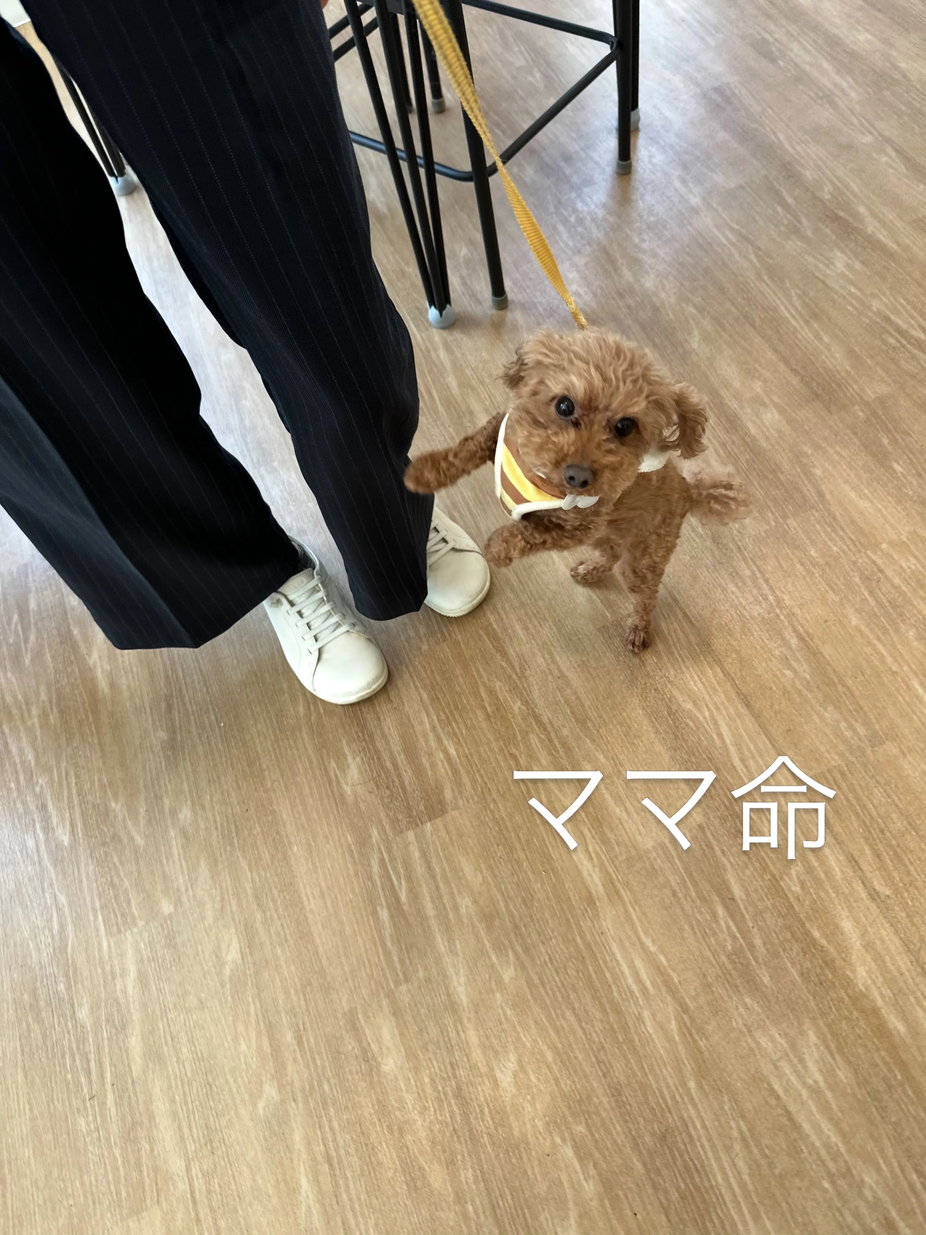 《ご来店わんこたち》