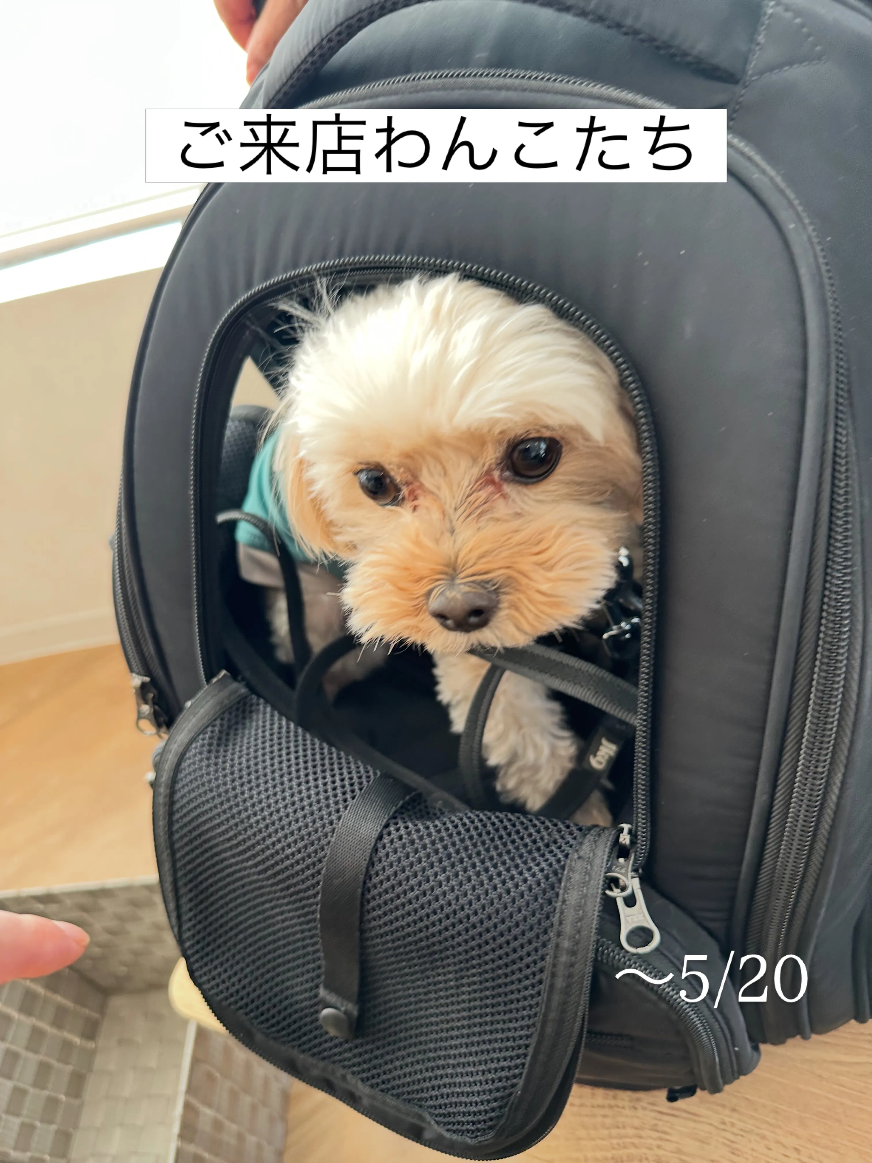 《ご来店わんこたち》