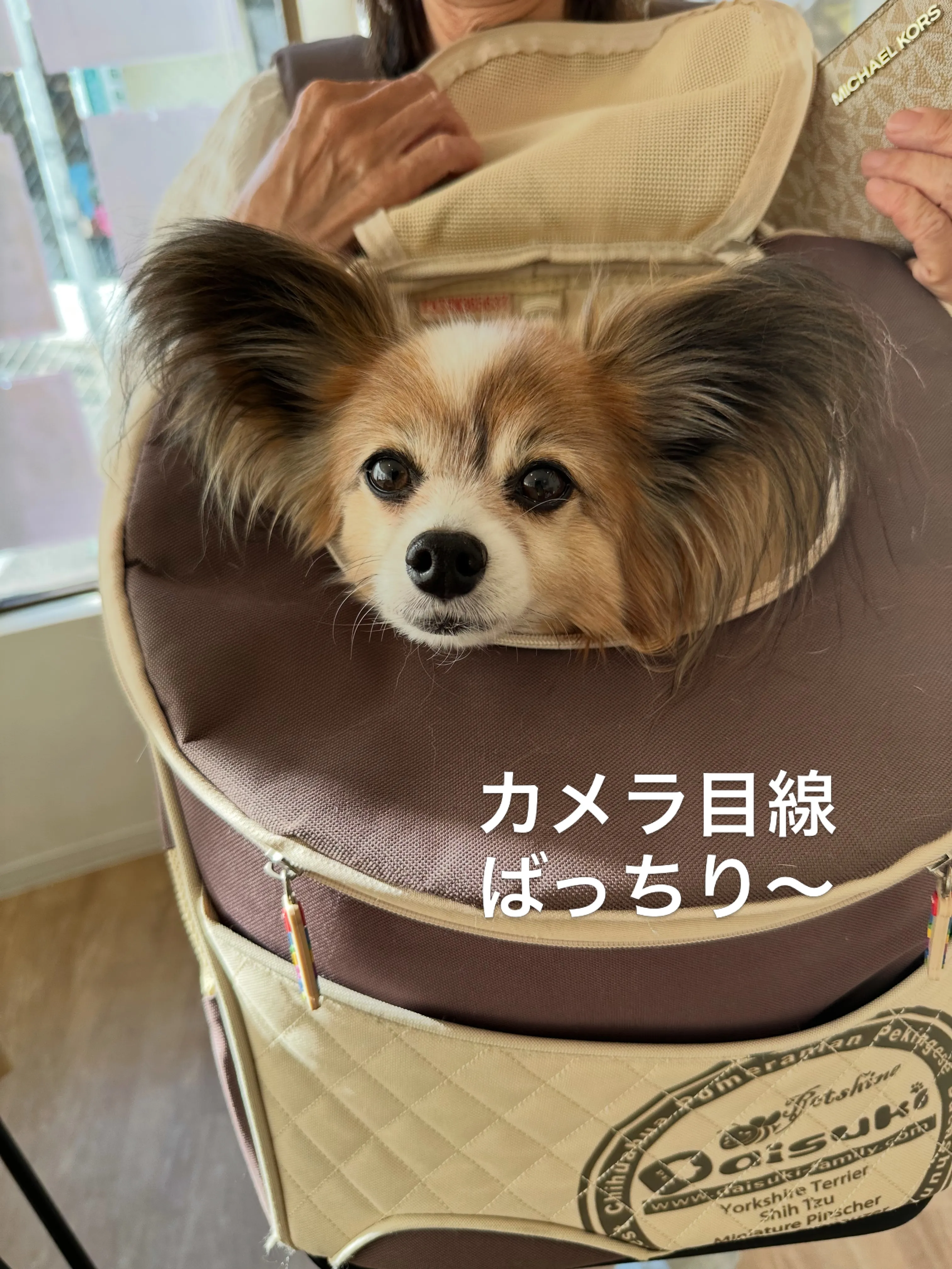 《ご来店わんこたち》