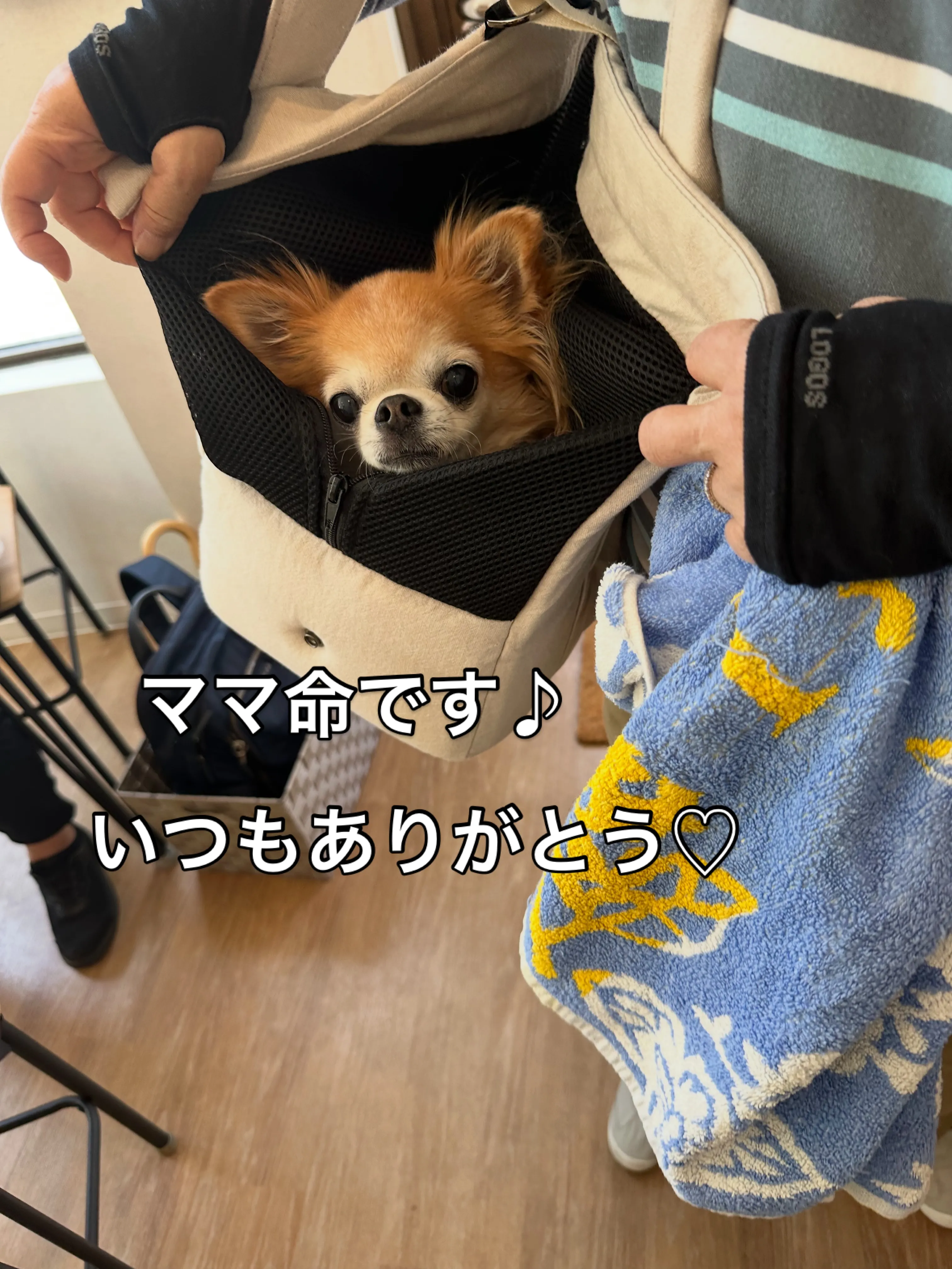 《ご来店わんこたち》
