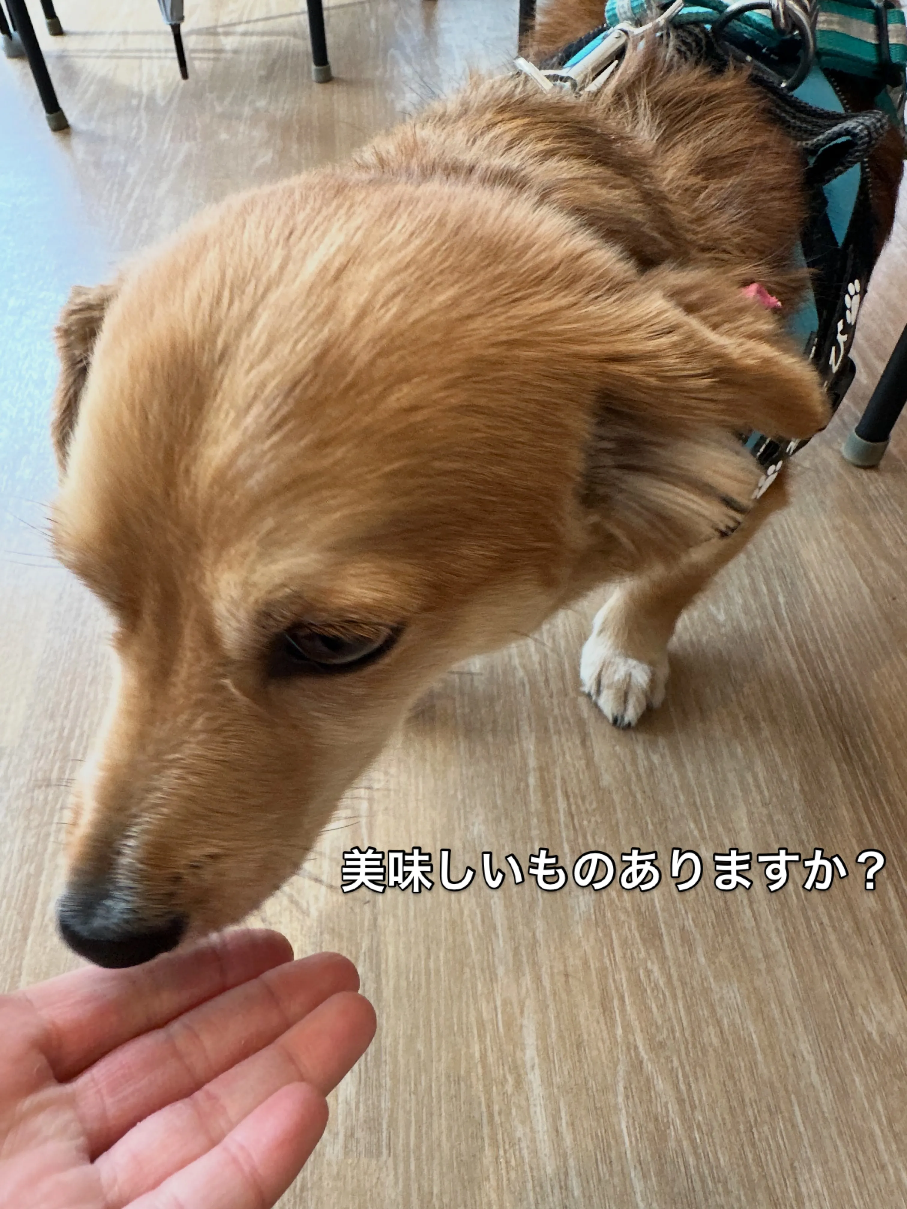 《ご来店わんこたち》