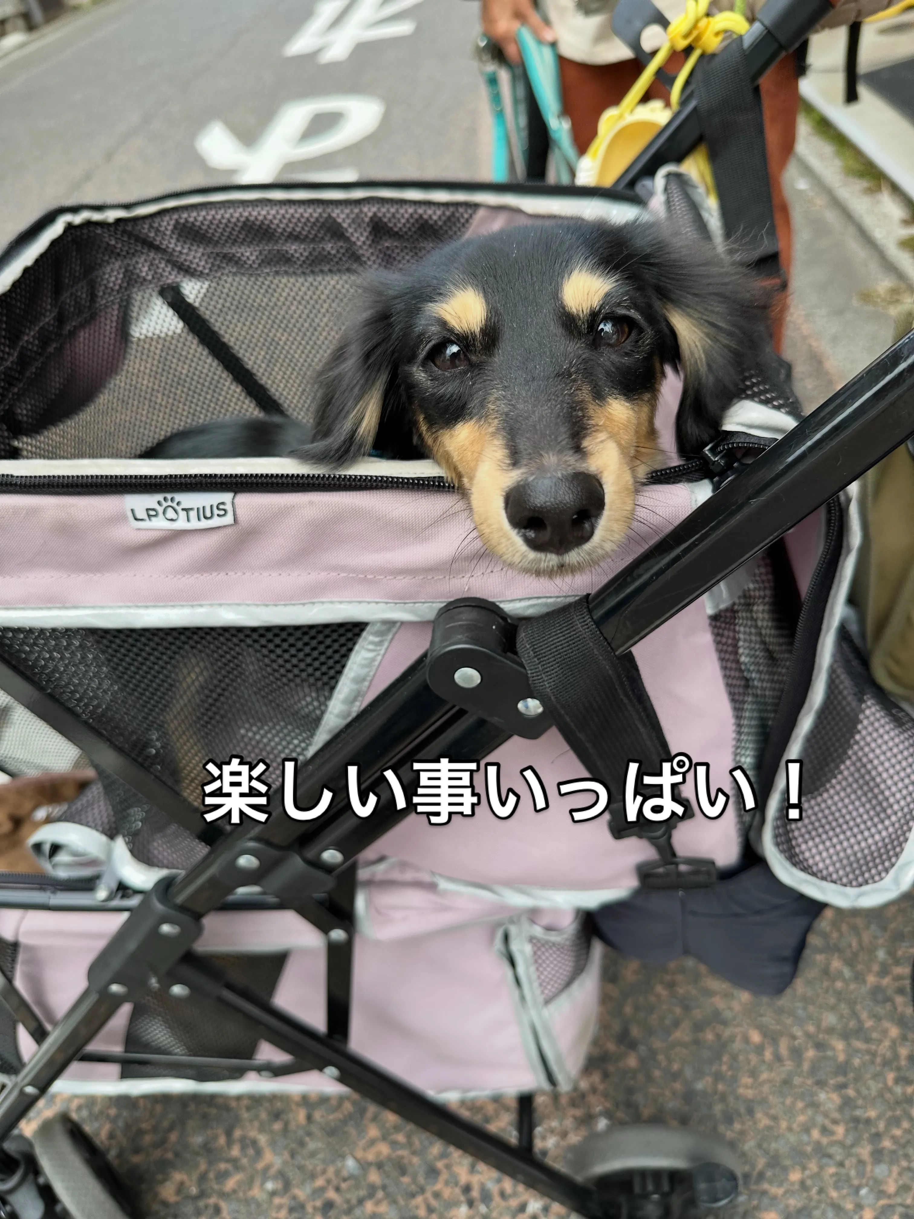《ご来店わんこたち》