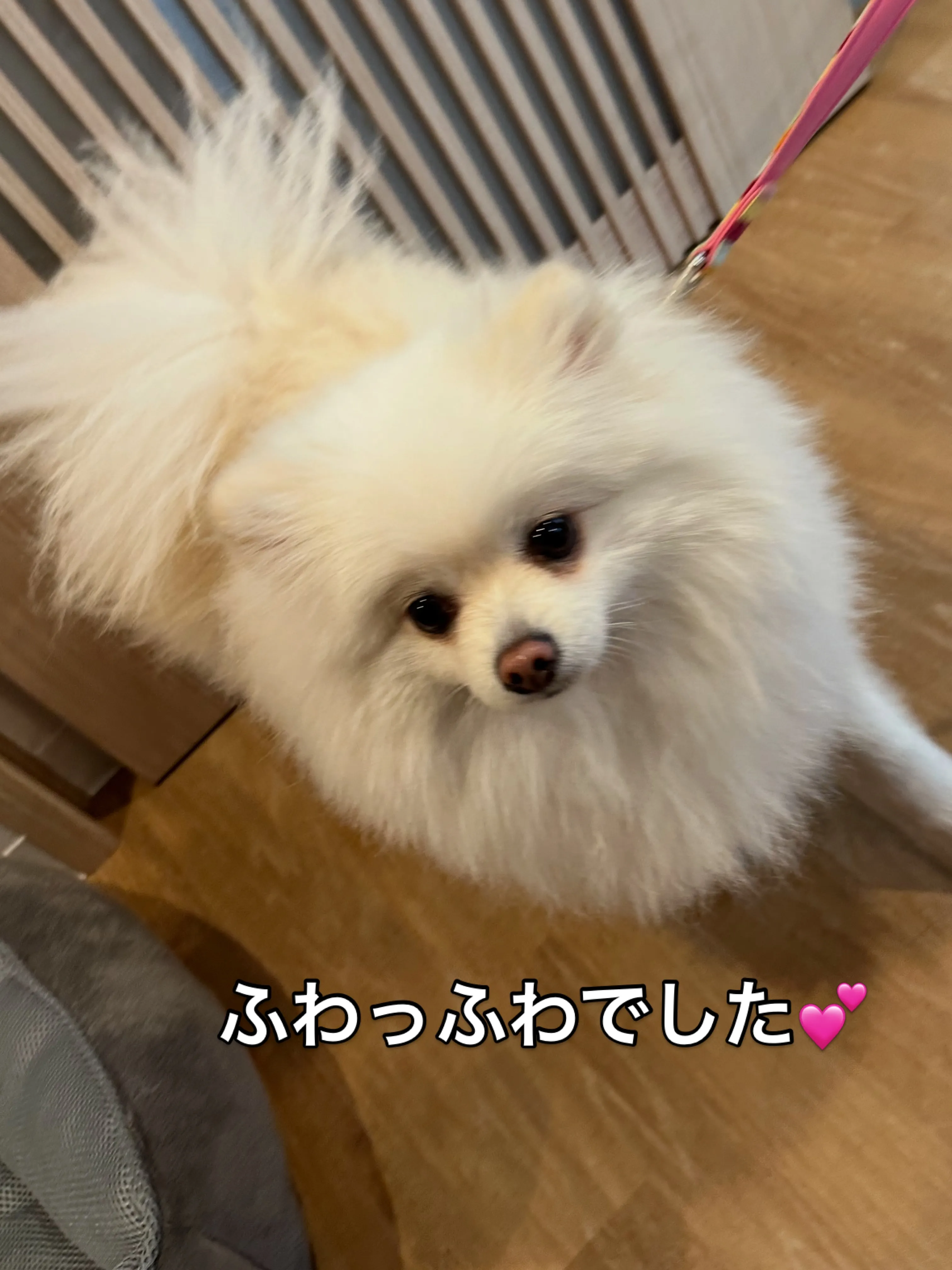 《ご来店わんこたち》