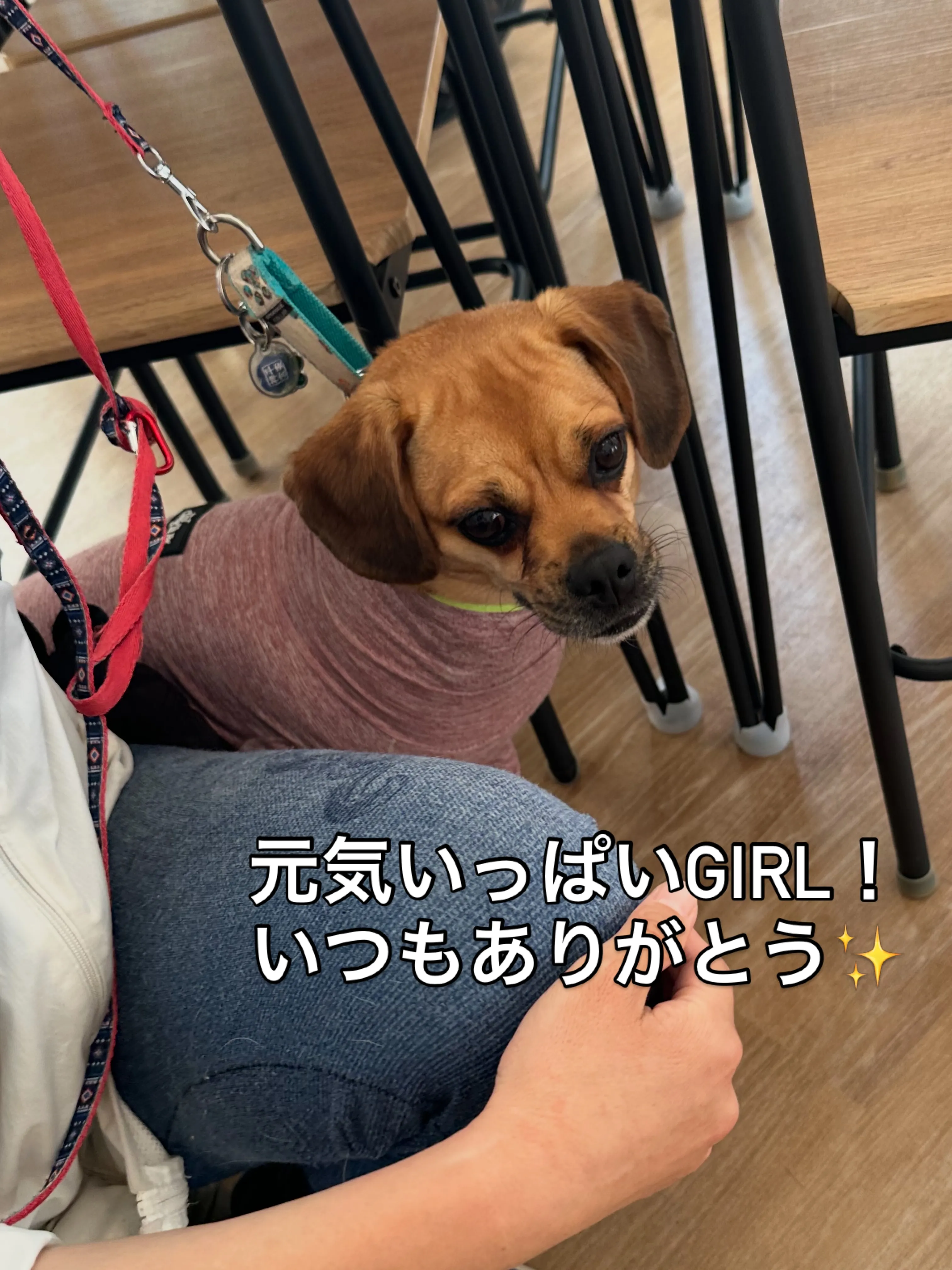 《ご来店わんこたち》