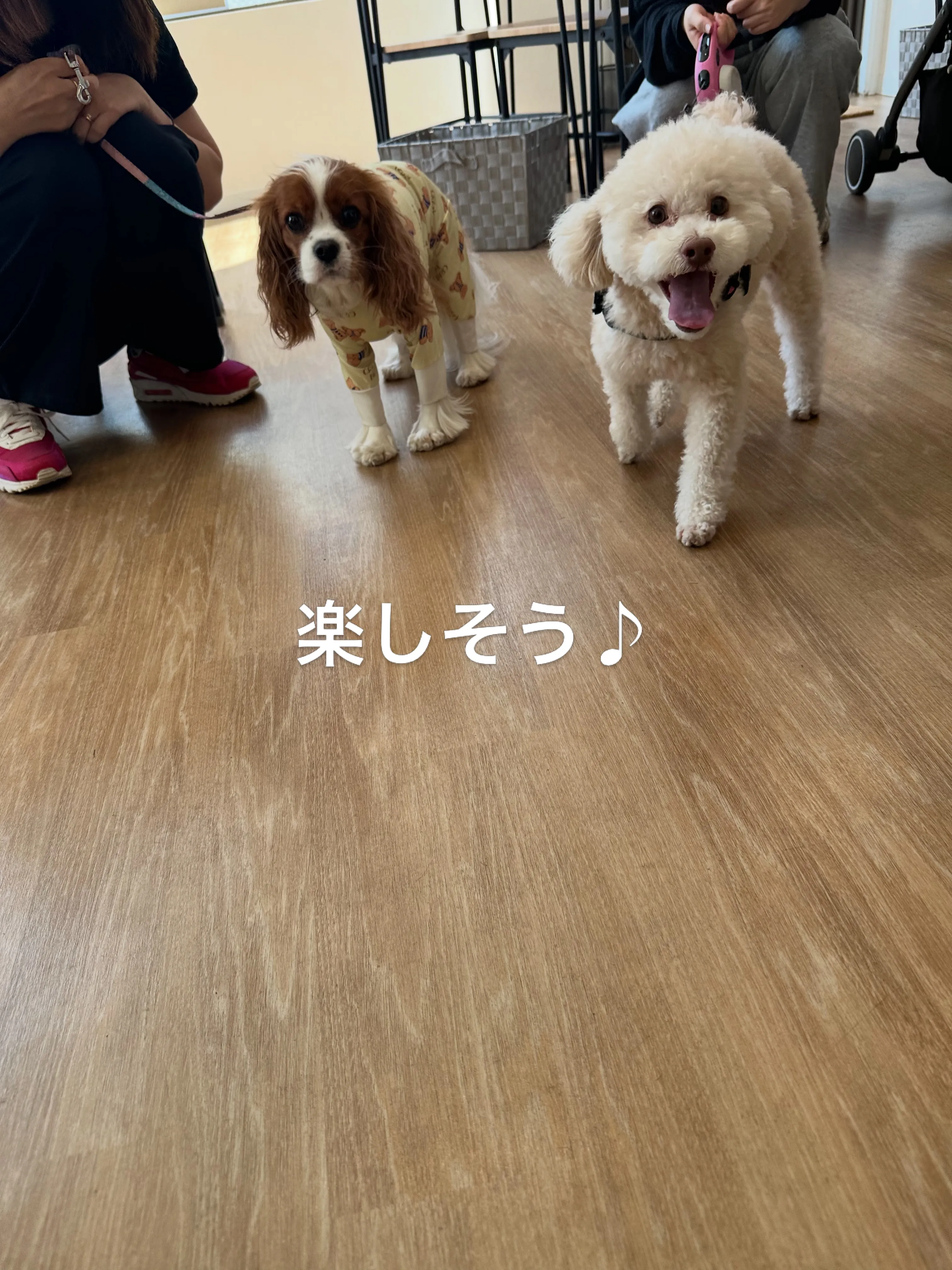 《ご来店わんこたち》